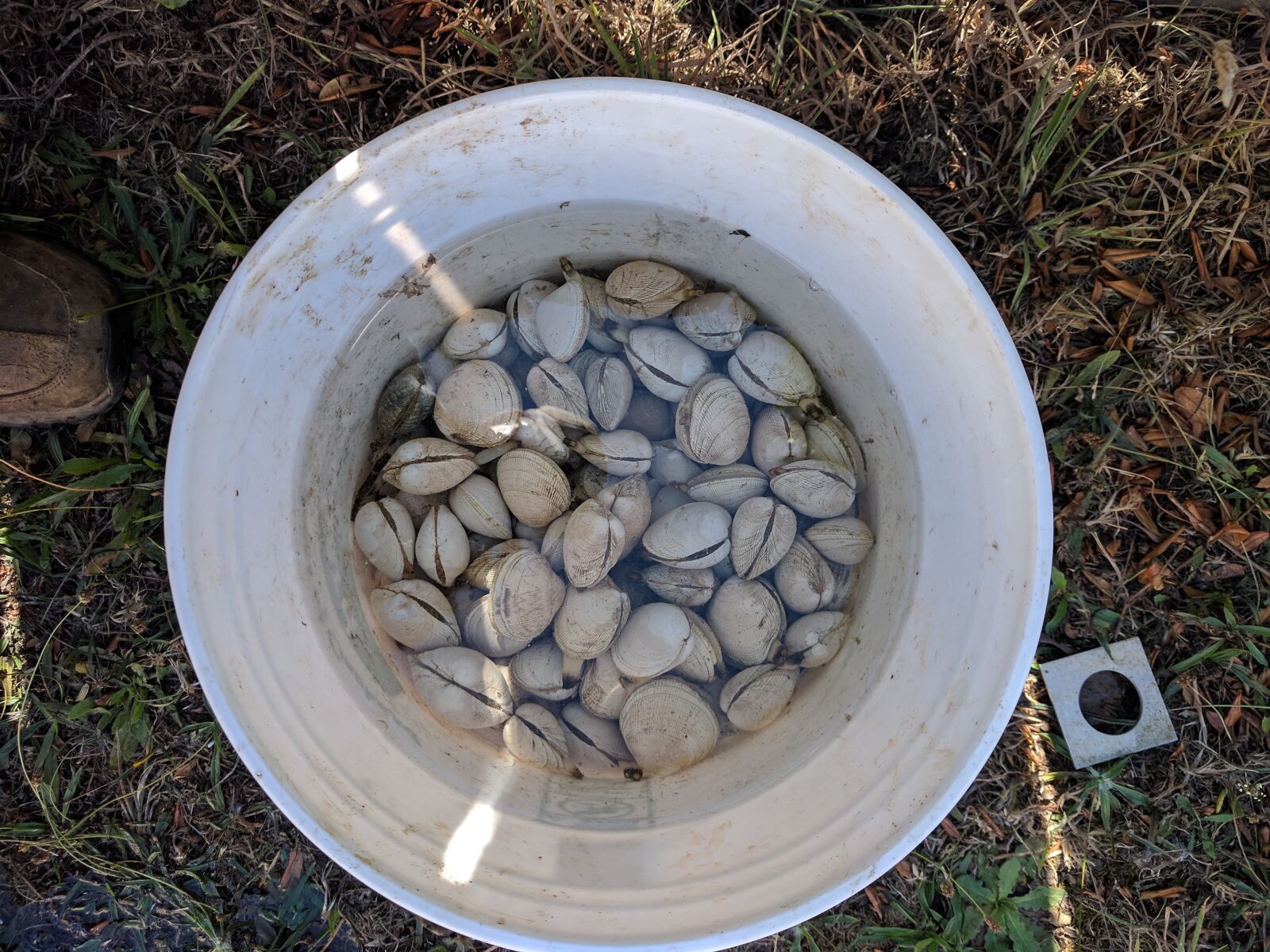 Google Nexus 6P sample photo. Clams, bucket, sea photography