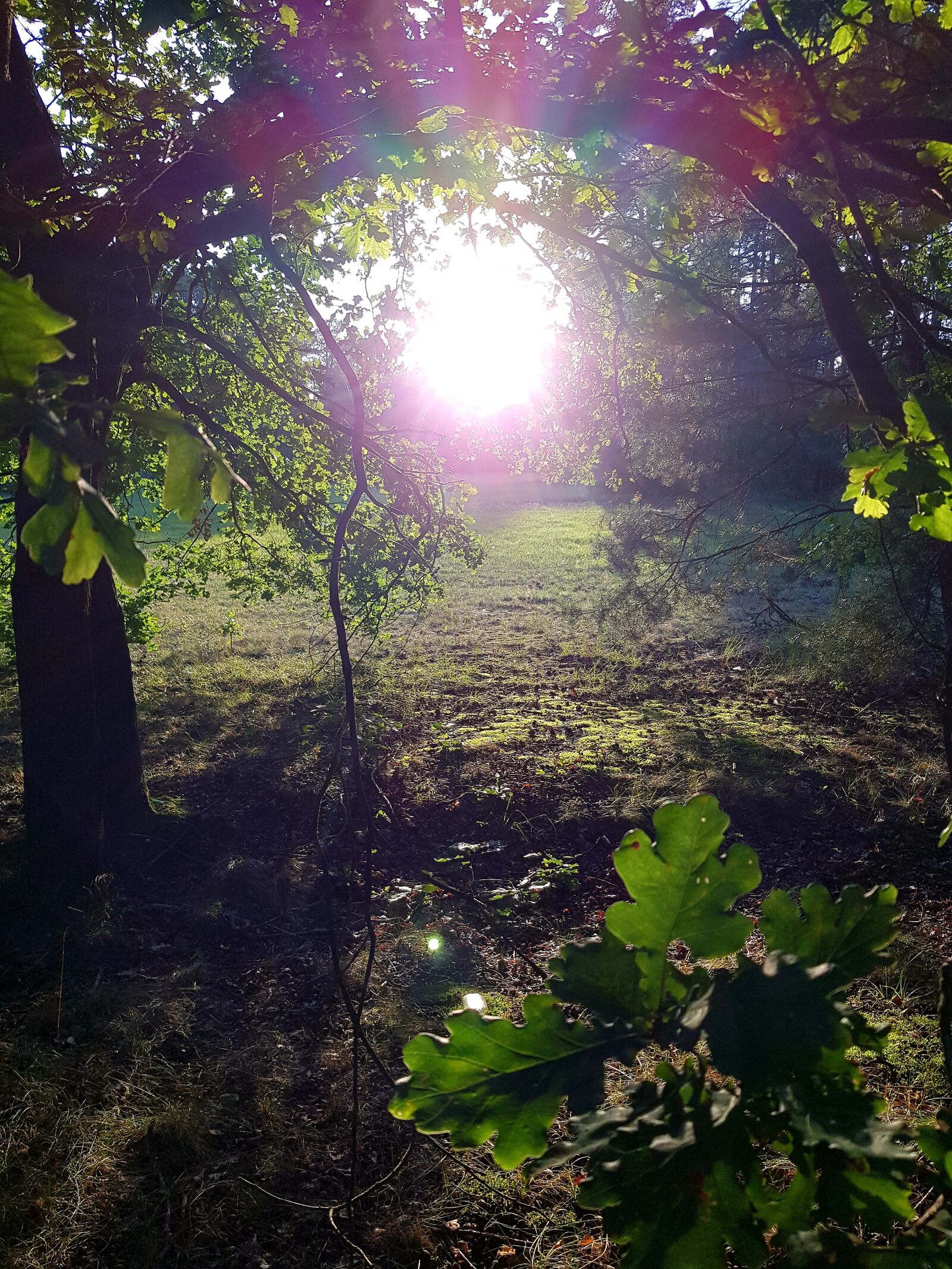 Samsung SM-N950F sample photo. Tree, field, sun photography