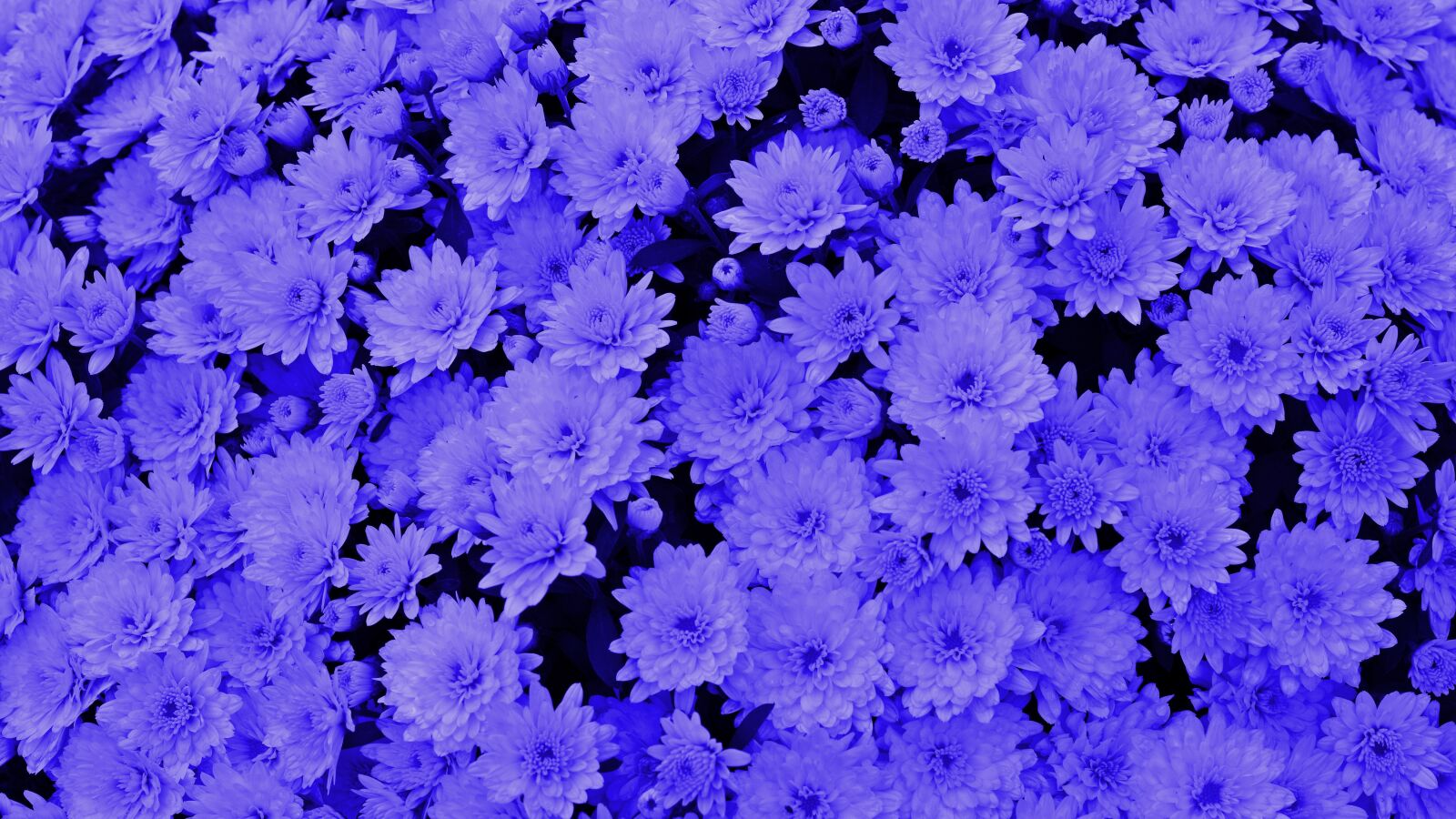 Nikon D5200 sample photo. Blue, background, chrysanthemums photography