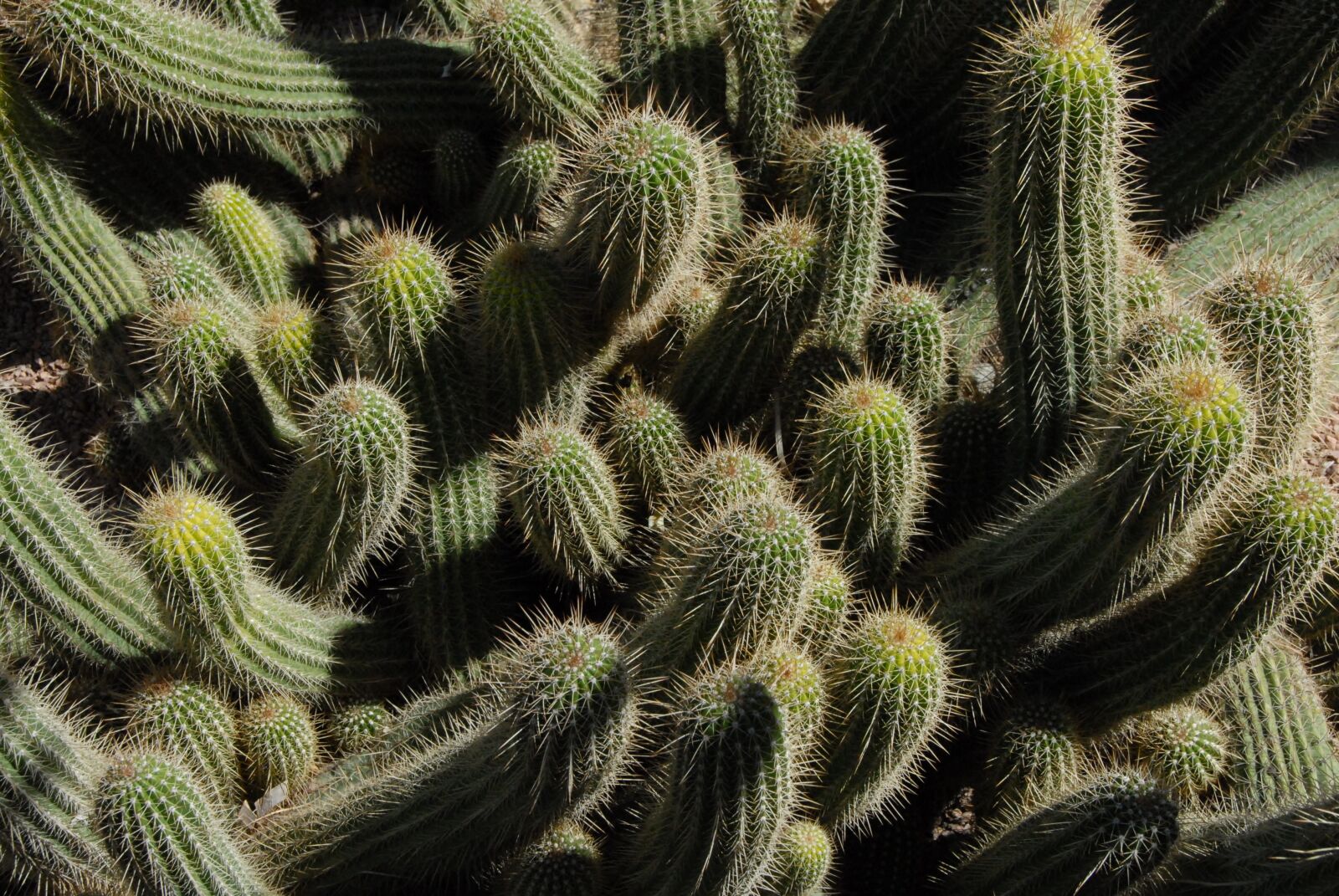 Nikon D200 sample photo. Cactus, botany, quills photography