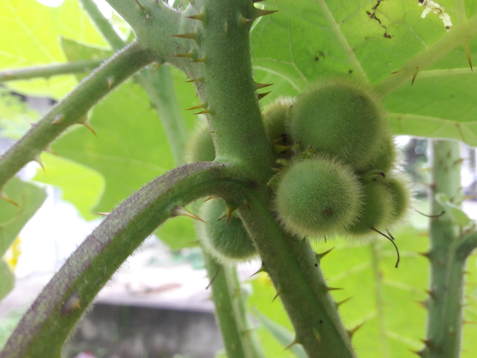 Samsung Galaxy J7 sample photo. Solanum, ferox photography