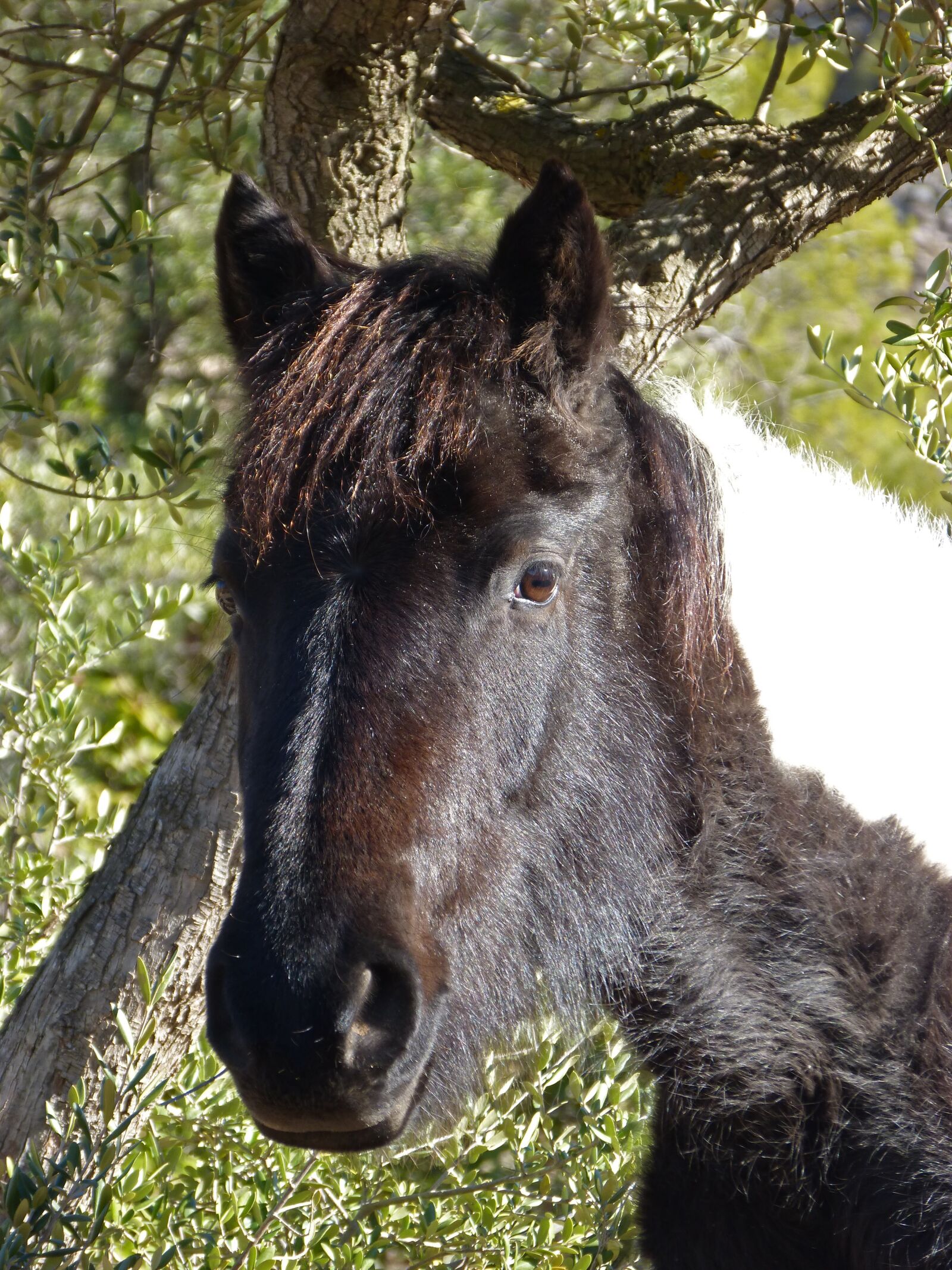 Panasonic DMC-FZ62 sample photo. Horse, colt, montsant photography