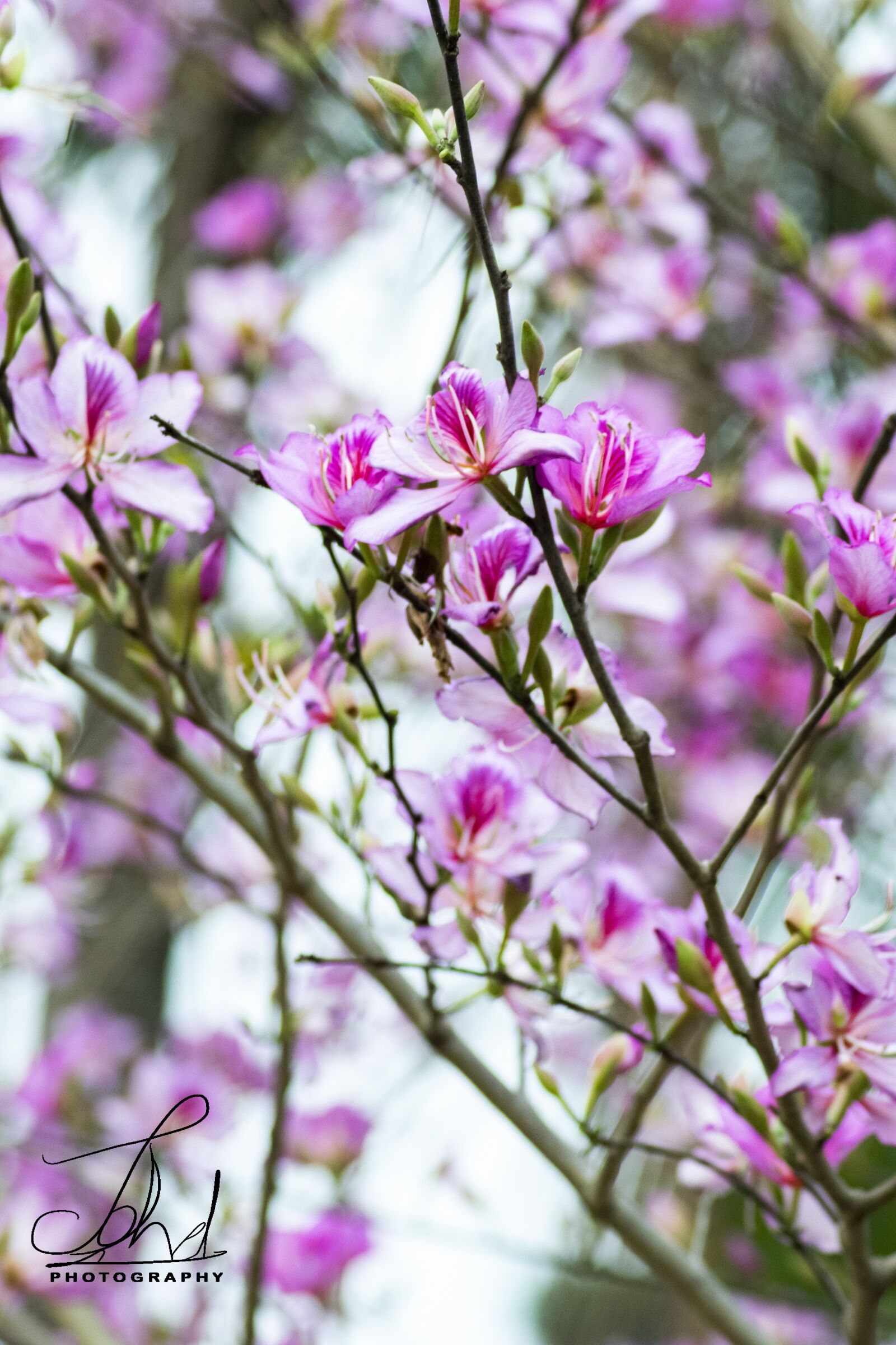Nikon D5300 sample photo. Nice, flower, wo photography