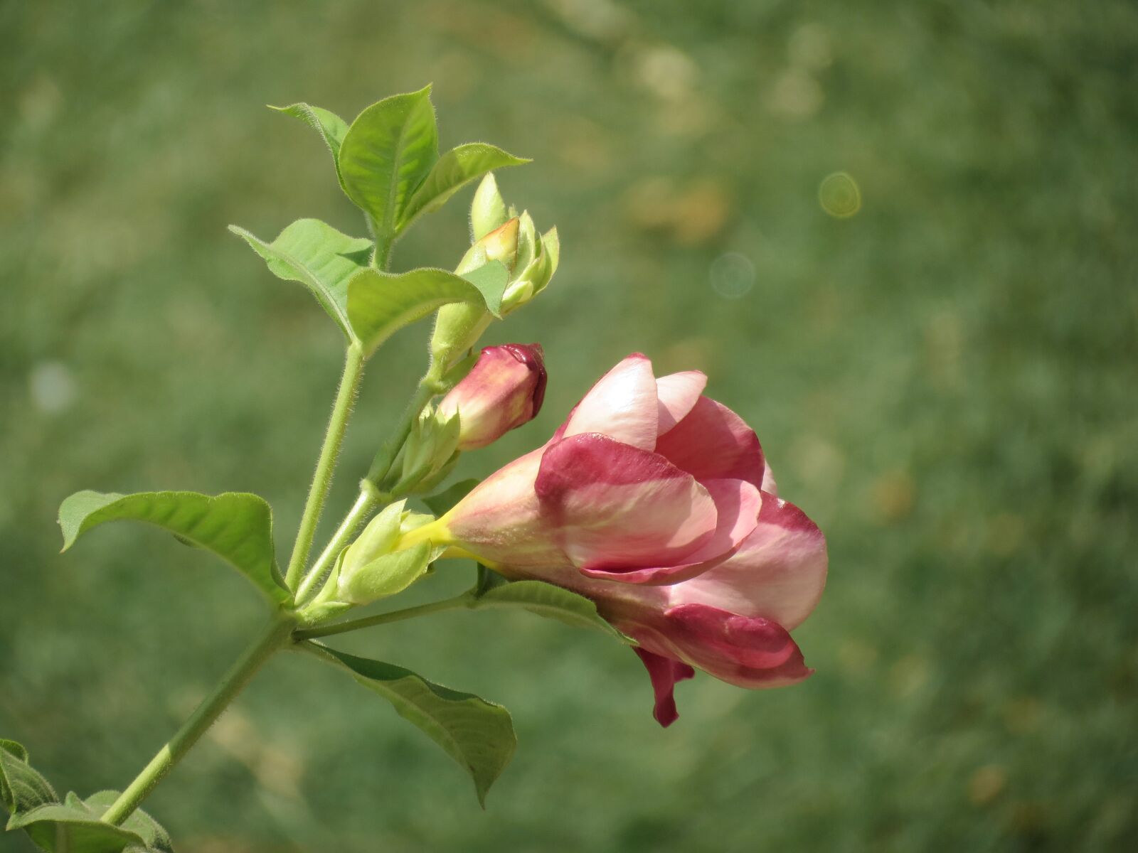 Canon PowerShot SX40 HS sample photo. Flower, pink, nature photography