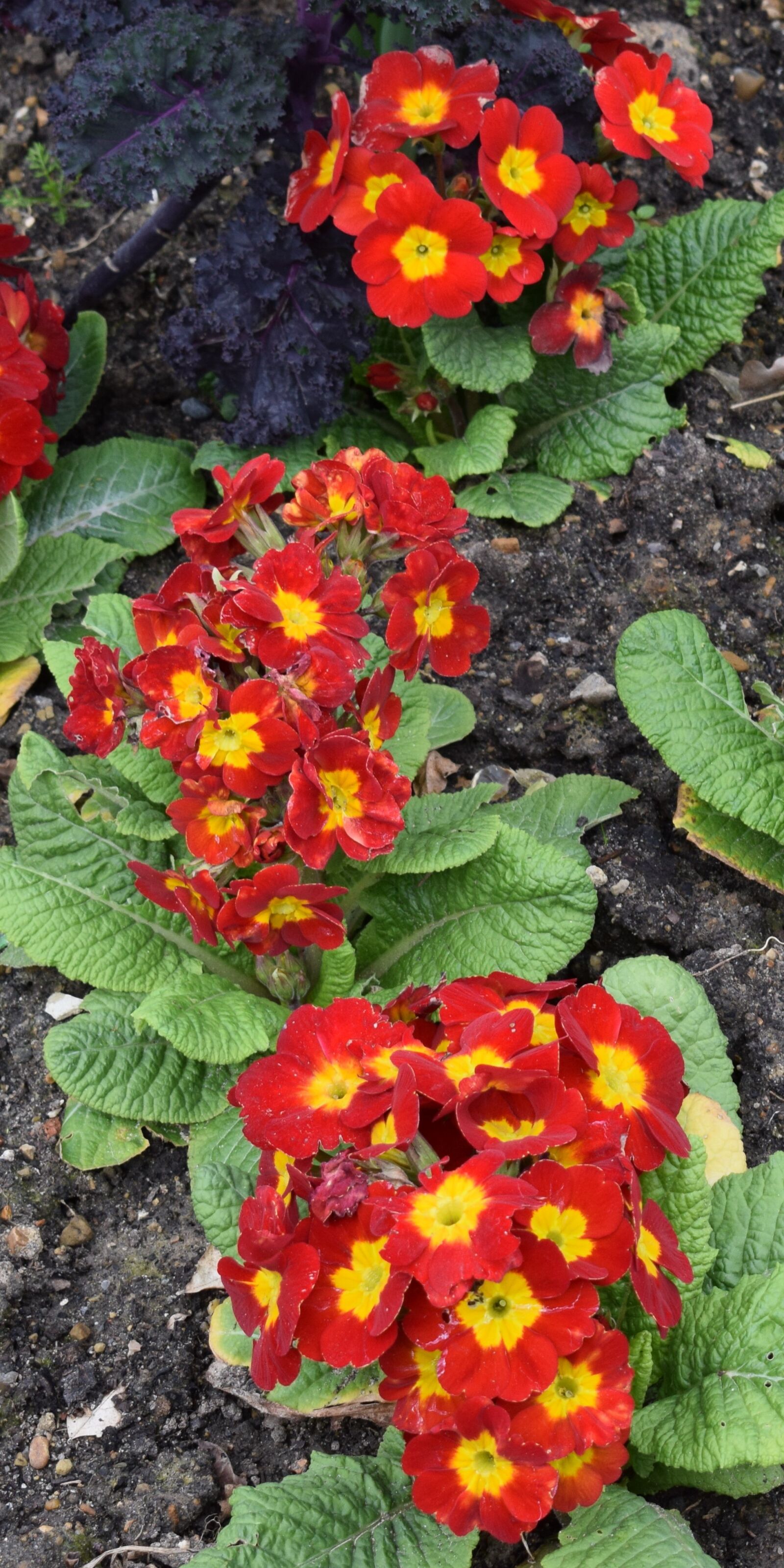 Nikon D3300 sample photo. Spring, plant, flower photography