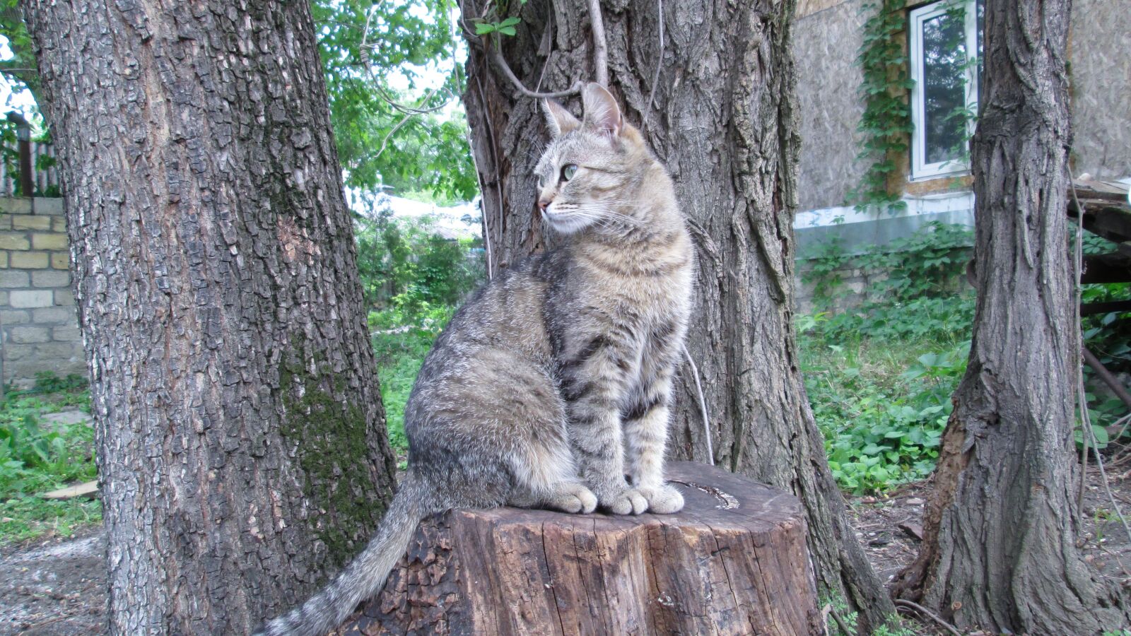 Canon PowerShot A810 sample photo. Cat, nature, love photography