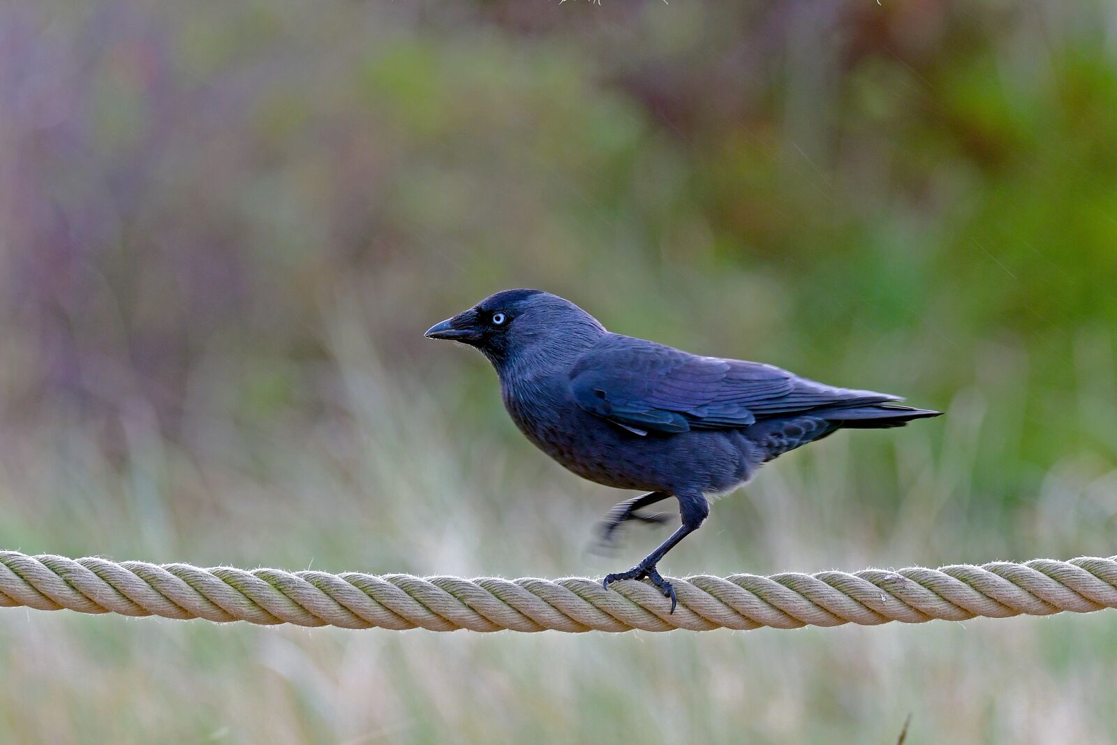 Nikon D500 sample photo. High-wire artist, jackdaw, bird photography