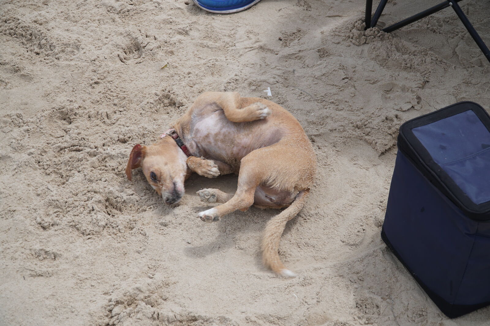 Sony E PZ 18-105mm F4 G OSS sample photo. Beach, dog, dog, sandy photography