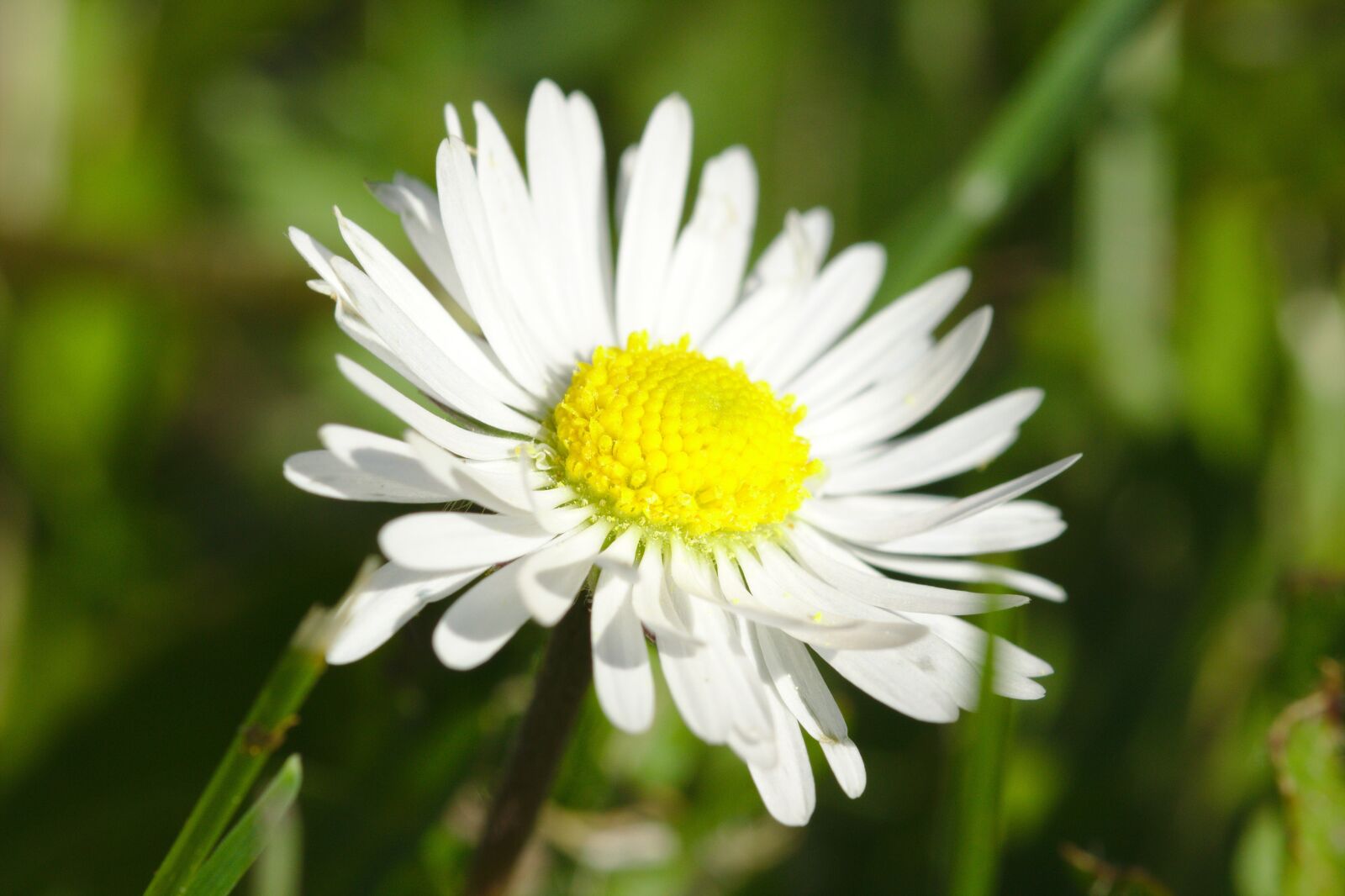 Canon EOS 600D (Rebel EOS T3i / EOS Kiss X5) sample photo. White, flower, nature photography