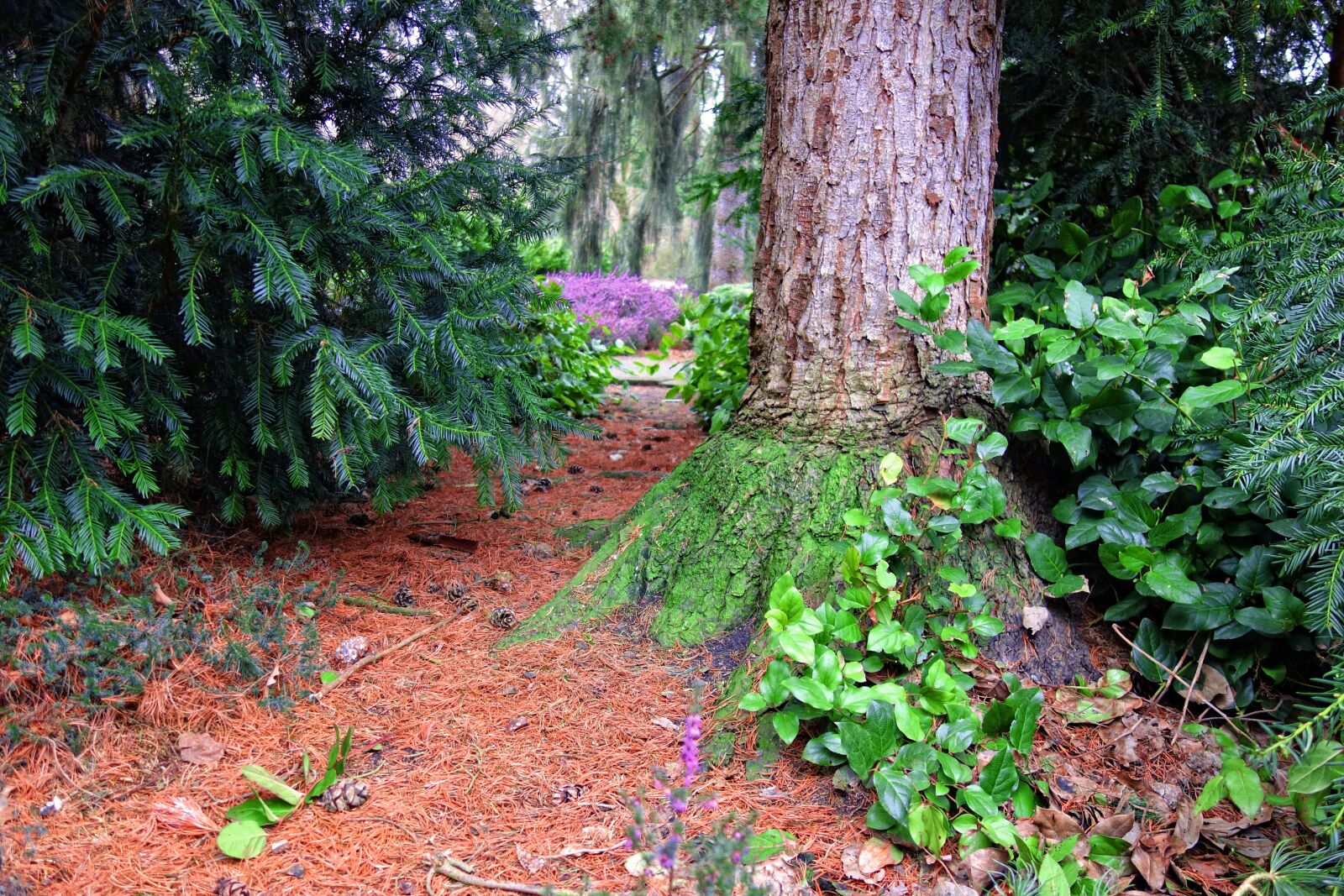 Sony Cyber-shot DSC-RX100 sample photo. Conifer, pine tree, tree photography