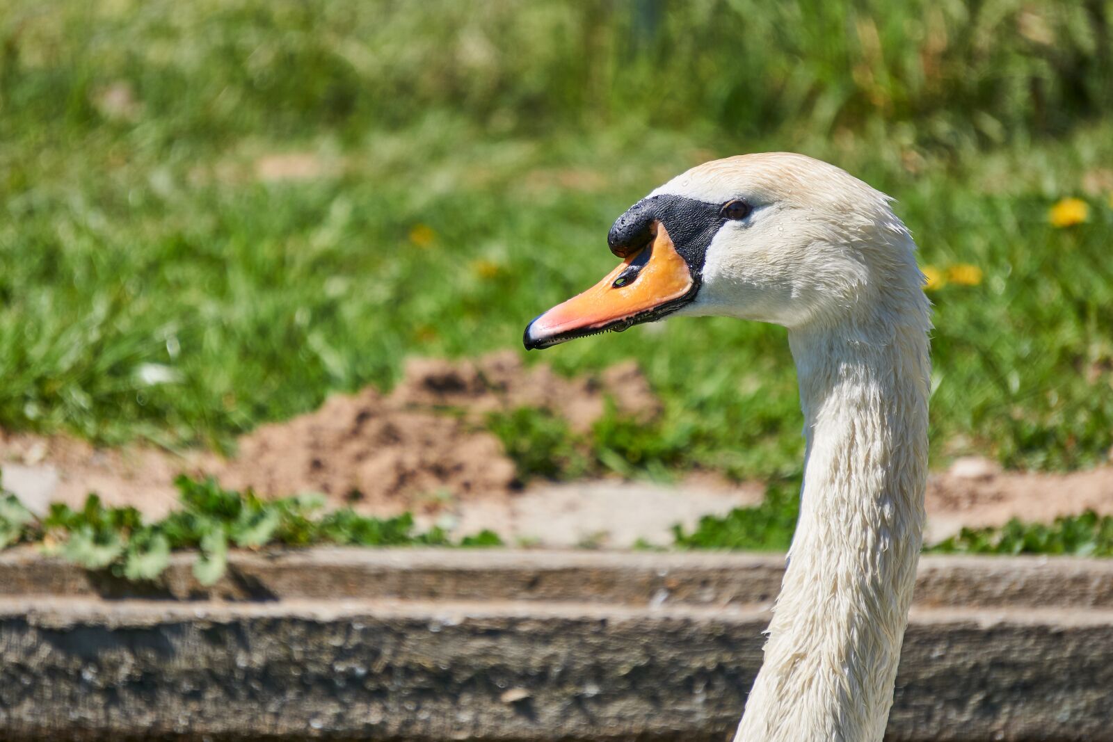 Sony E 55-210mm F4.5-6.3 OSS sample photo. Bird, swan, animal world photography