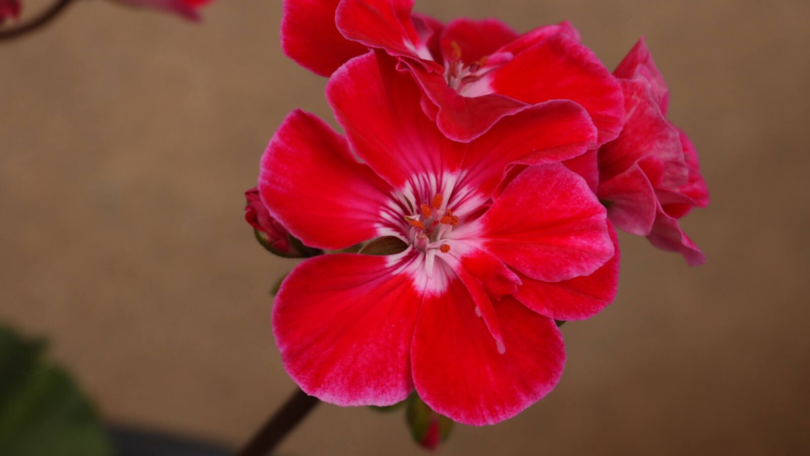 Canon XC10 sample photo. 빨강, 꽃, 배경 photography