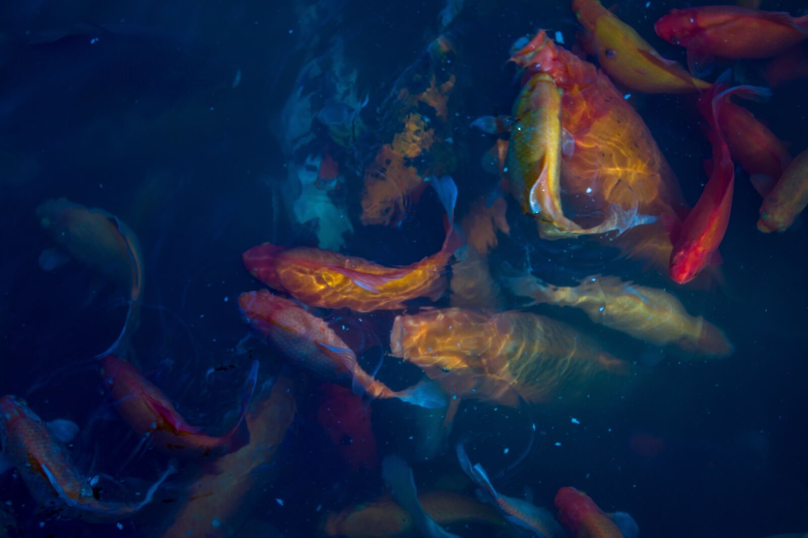 Canon EOS 1300D (EOS Rebel T6 / EOS Kiss X80) sample photo. Koi, feeding, night photography