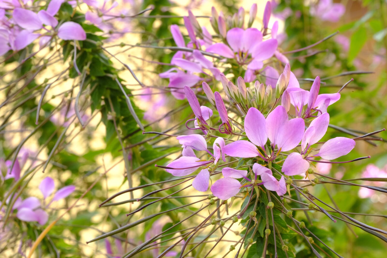 Fujifilm X-T2 sample photo. Spider flower, spider plant photography
