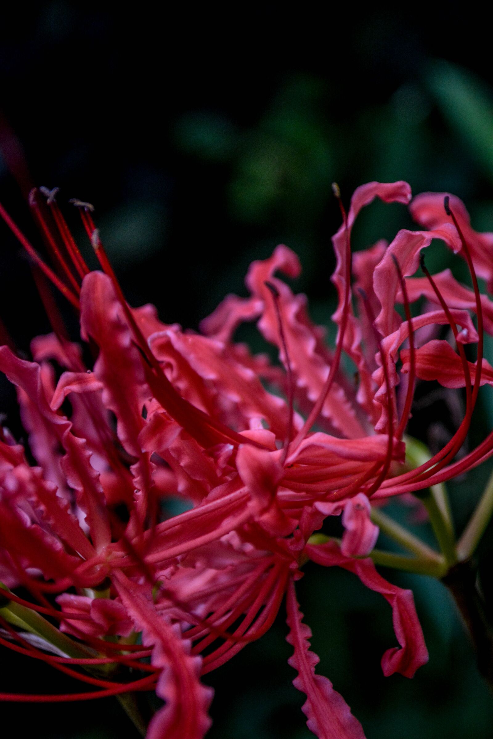 Nikon D5200 sample photo. Spider lily, amaryllidaceae, ヒバンバナ photography