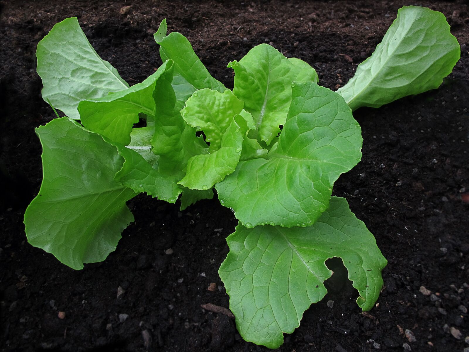 Canon PowerShot G12 sample photo. Salad, lettuce, leaf lettuce photography