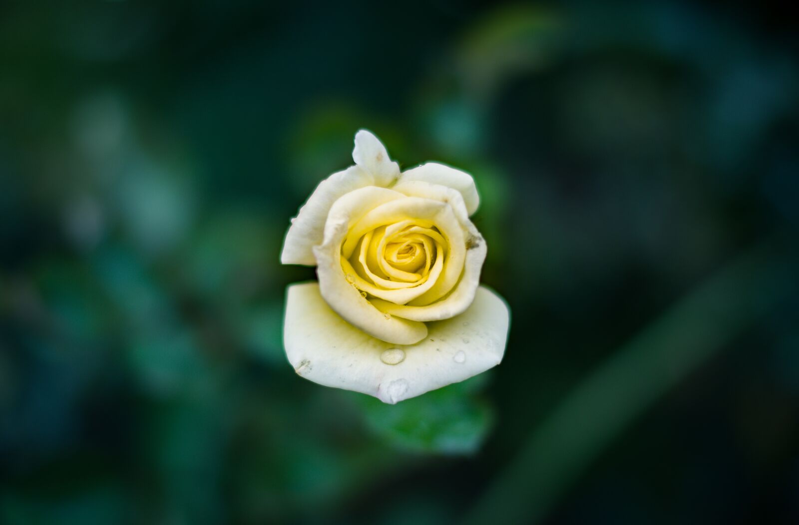 Nikon D7200 sample photo. Beautiful, blooming, blur photography