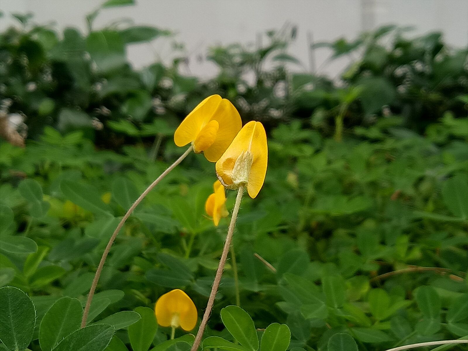 OPPO A1601 sample photo. Grass peanut, yellow flowers photography