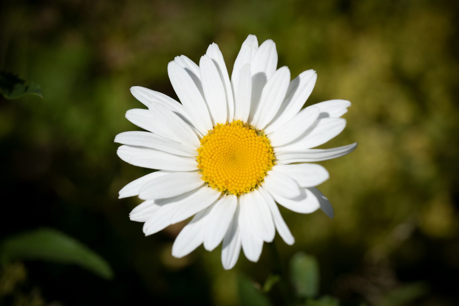 Nikon D750 sample photo. Flower, blossom, bloom photography
