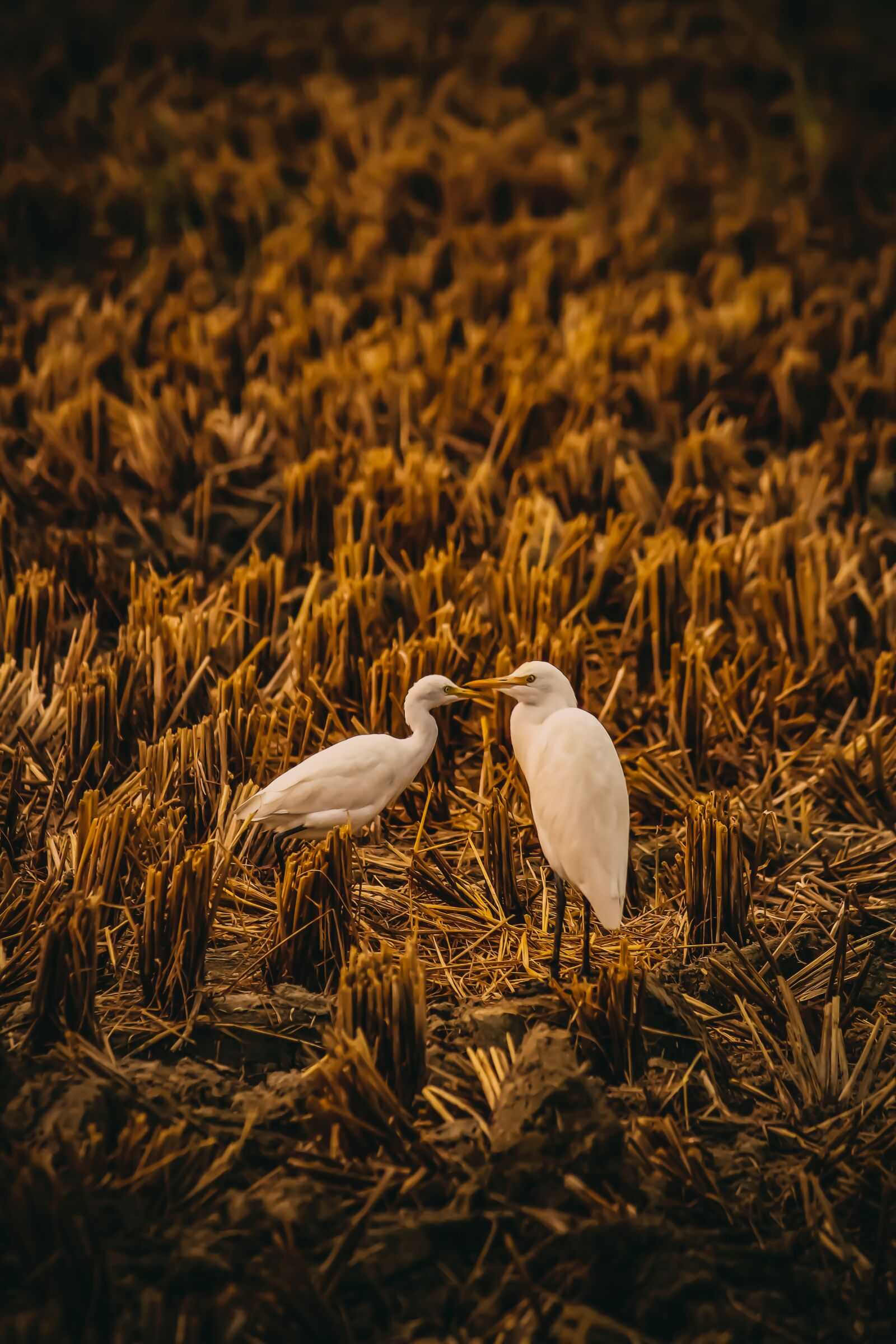 Canon EOS 700D (EOS Rebel T5i / EOS Kiss X7i) sample photo. Heron, heron in field photography