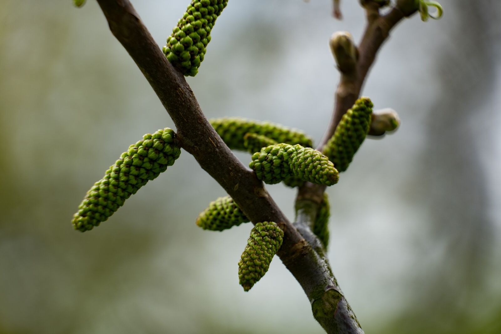 Fujifilm X-T10 + Fujifilm XF 55-200mm F3.5-4.8 R LM OIS sample photo. Sprig, walnut, italian photography