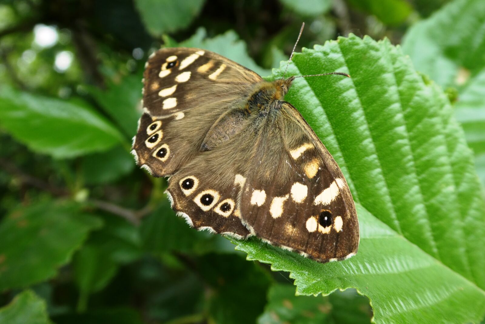 Panasonic Lumix DC-ZS70 (Lumix DC-TZ90) sample photo. Butterfly, bug, wings photography