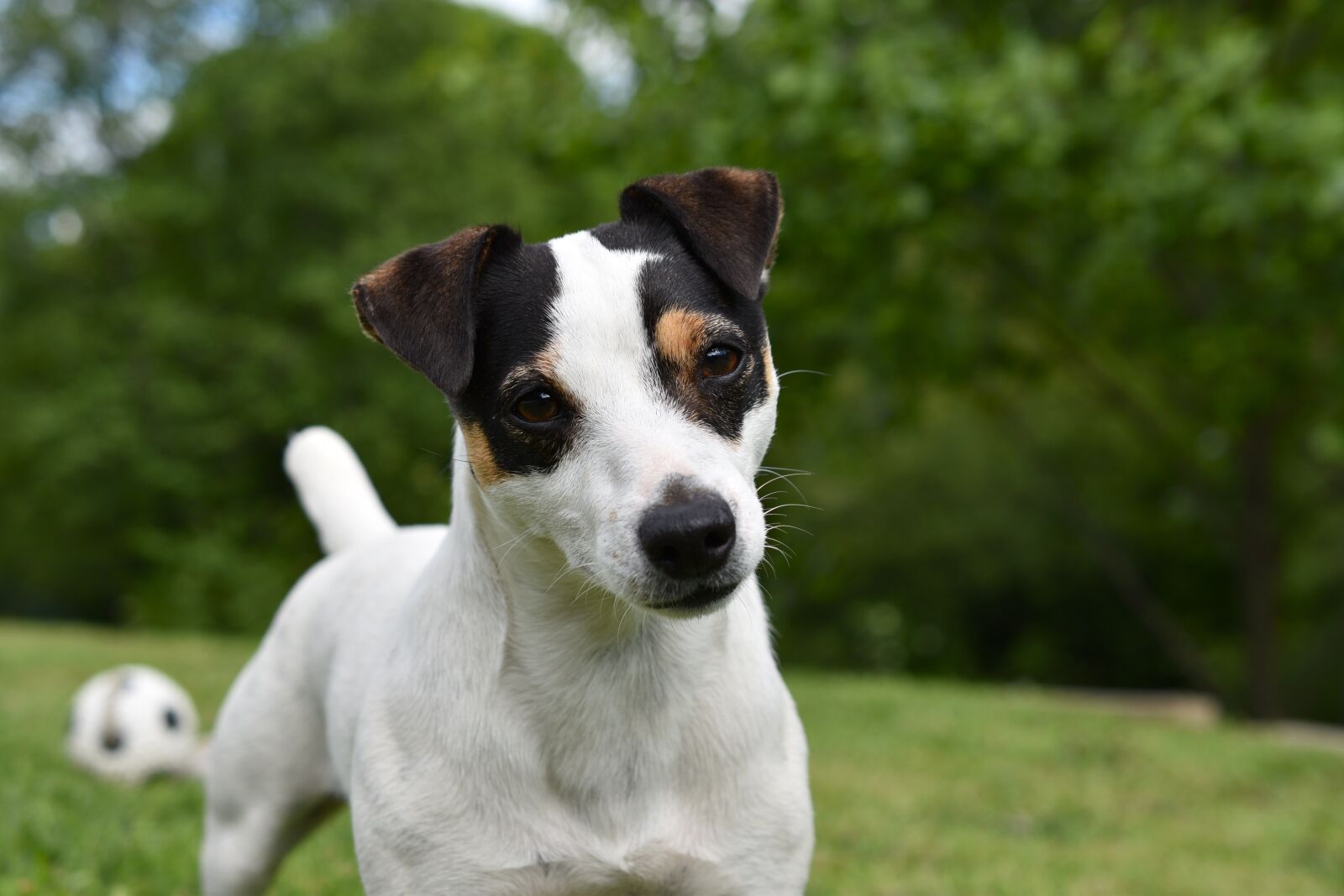 Nikon D5600 sample photo. Dog, jack russel, animal photography