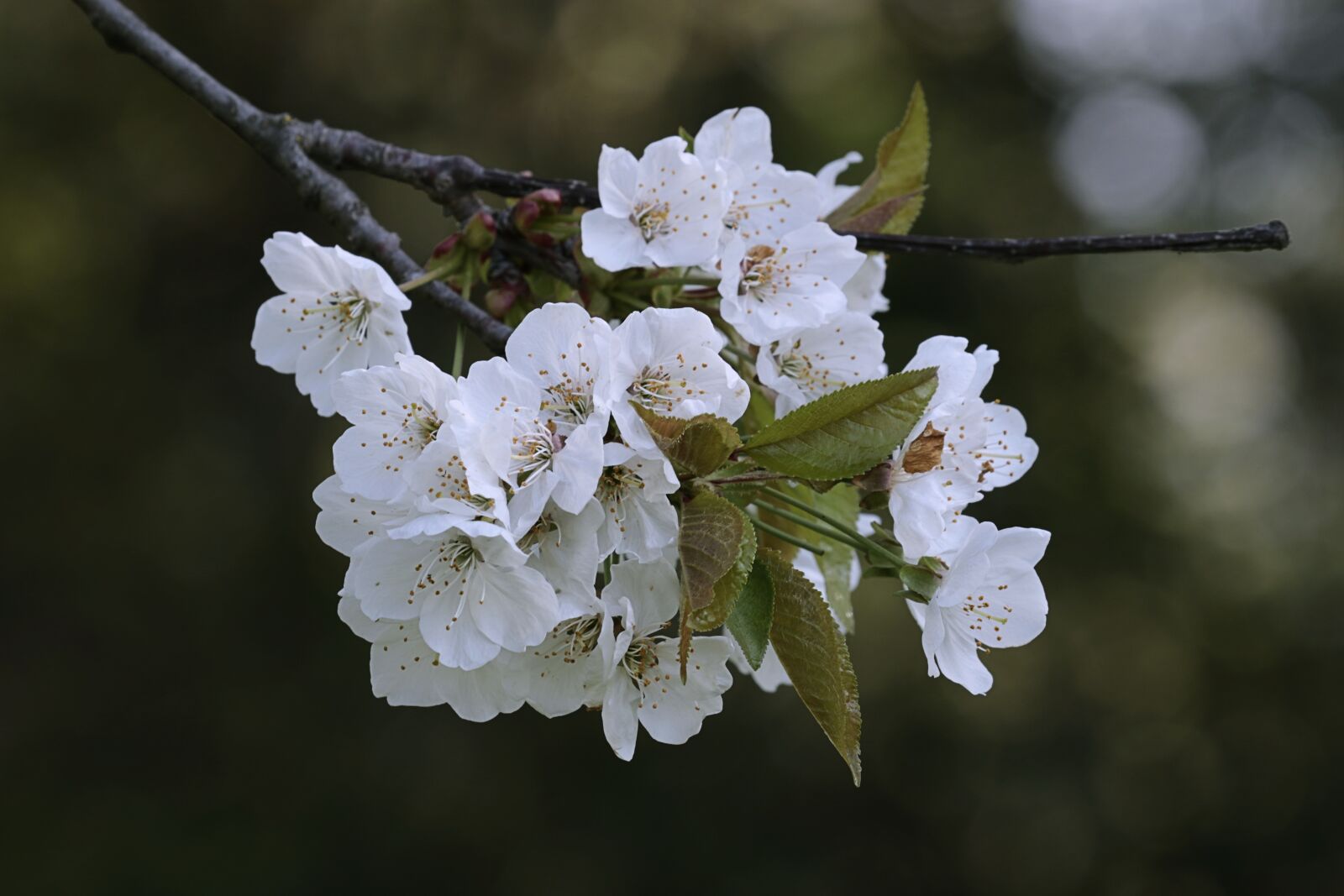 Canon EOS 7D Mark II sample photo. White, petals, cherry photography