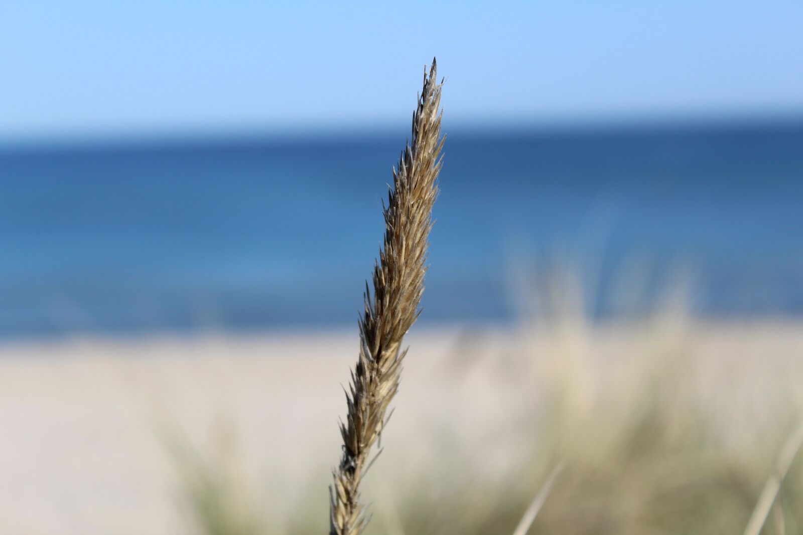 Canon EOS 1300D (EOS Rebel T6 / EOS Kiss X80) sample photo. Beach, heath, landscape photography