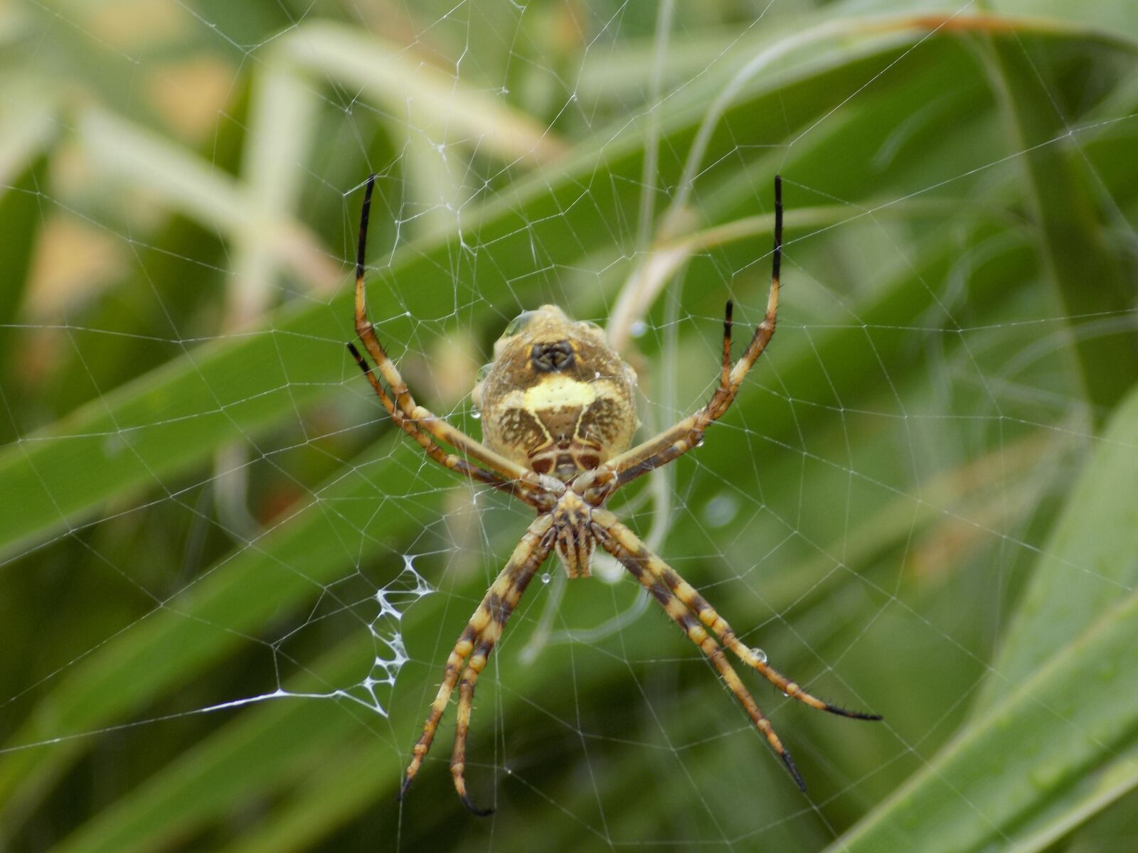 Nikon COOLPIX L340 sample photo. Insect, spider, web photography