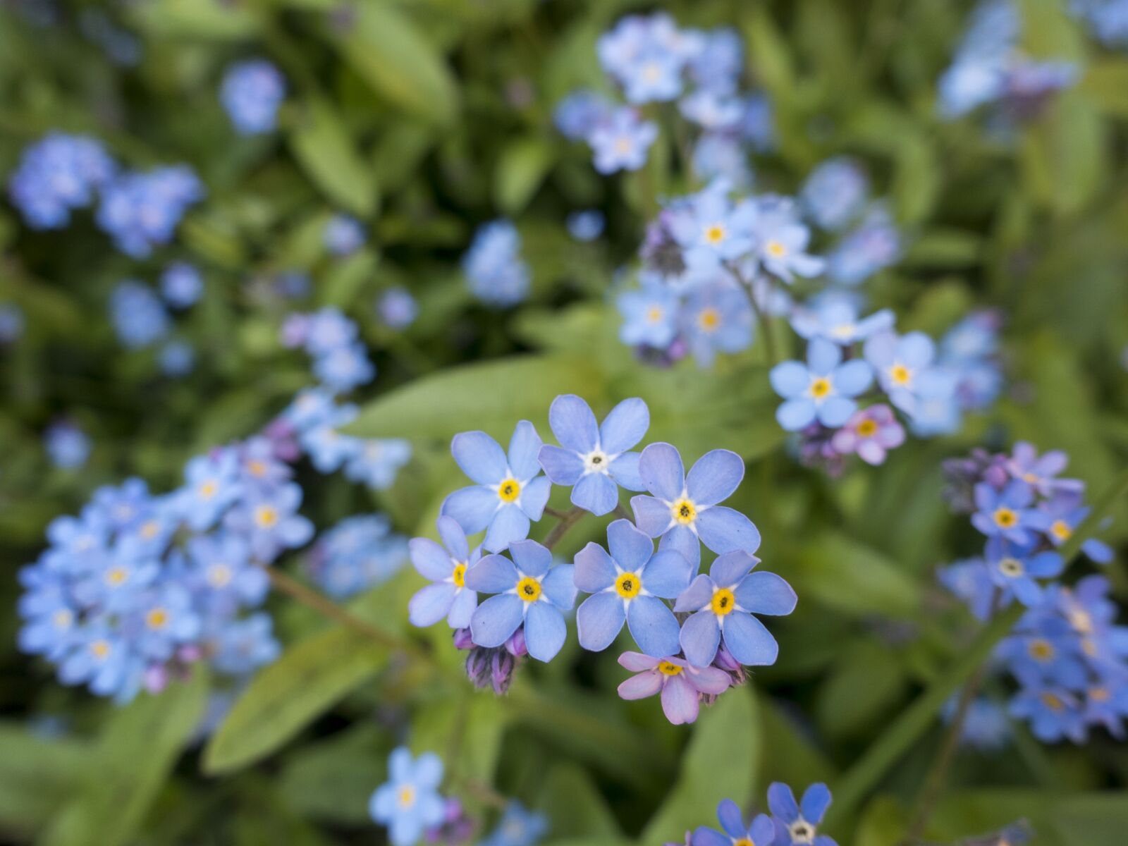 Sony Cyber-shot DSC-RX100 III sample photo. Bloom, blossom, flora photography