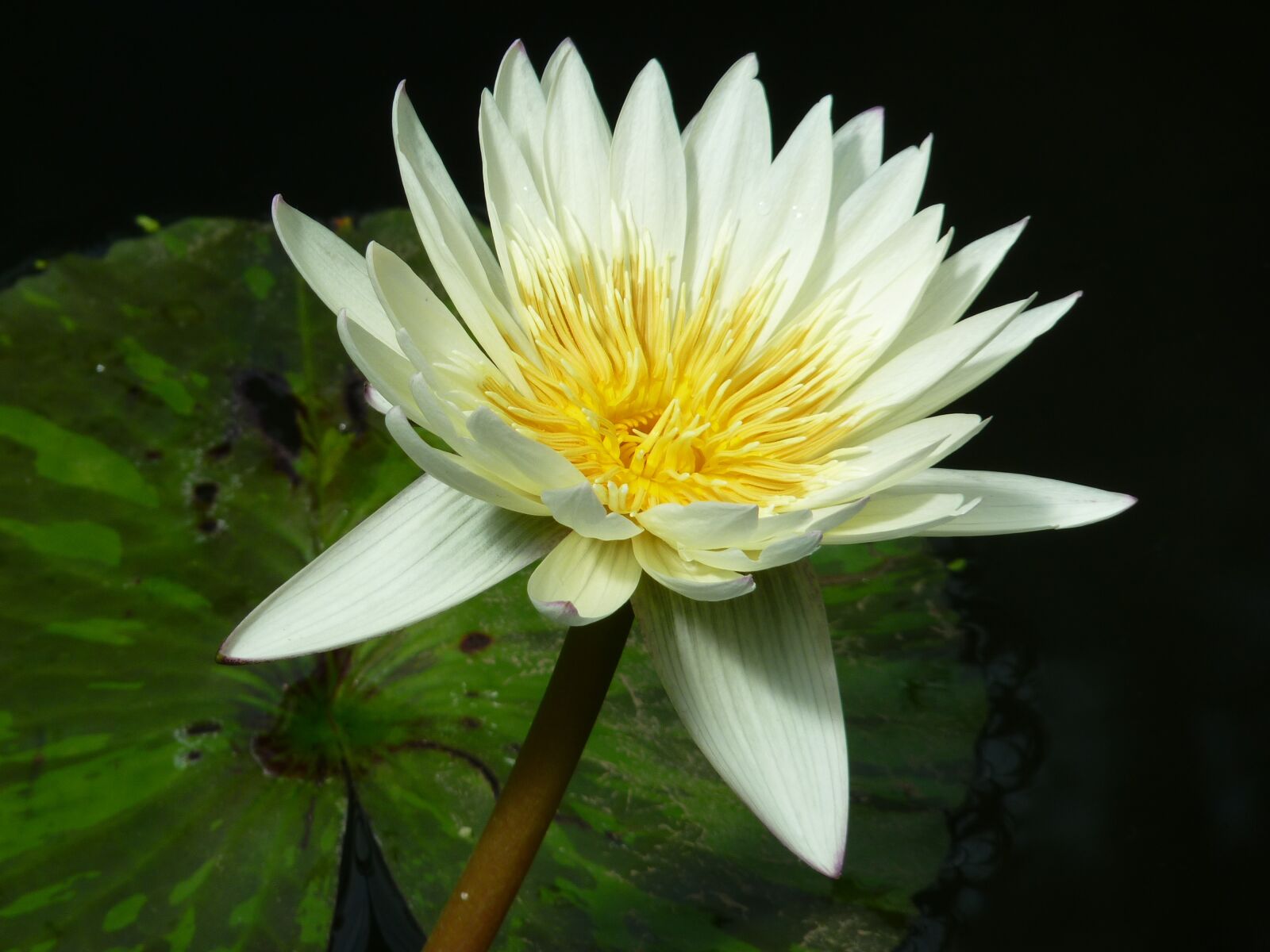 Panasonic Lumix DMC-FZ35 (Lumix DMC-FZ38) sample photo. Water lily, white, aquatic photography