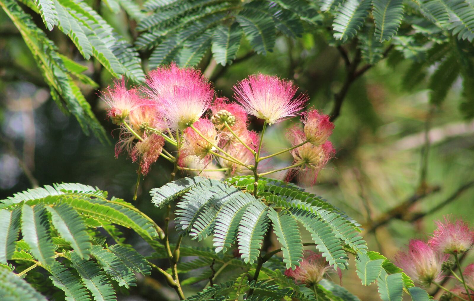 Canon EOS 600D (Rebel EOS T3i / EOS Kiss X5) sample photo. Albizia julibrissin, persian slaapboom photography