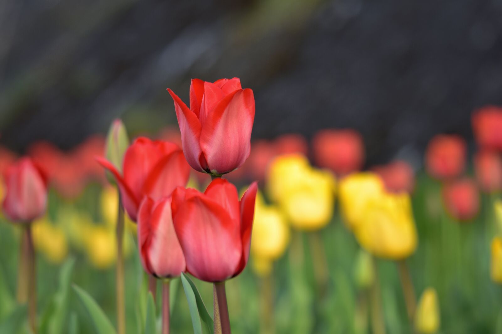 Nikon D7200 sample photo. Natural, landscape, plant photography