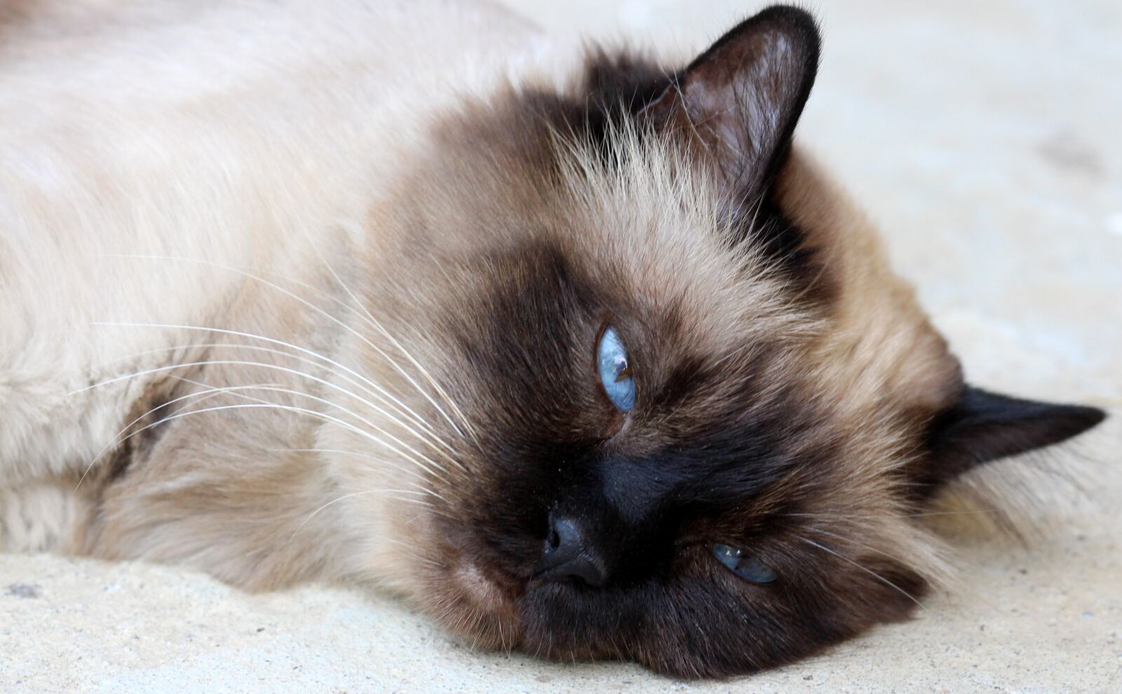 Canon EOS 700D (EOS Rebel T5i / EOS Kiss X7i) + Canon EF 85mm F1.8 USM sample photo. Cat, burmese, tired photography