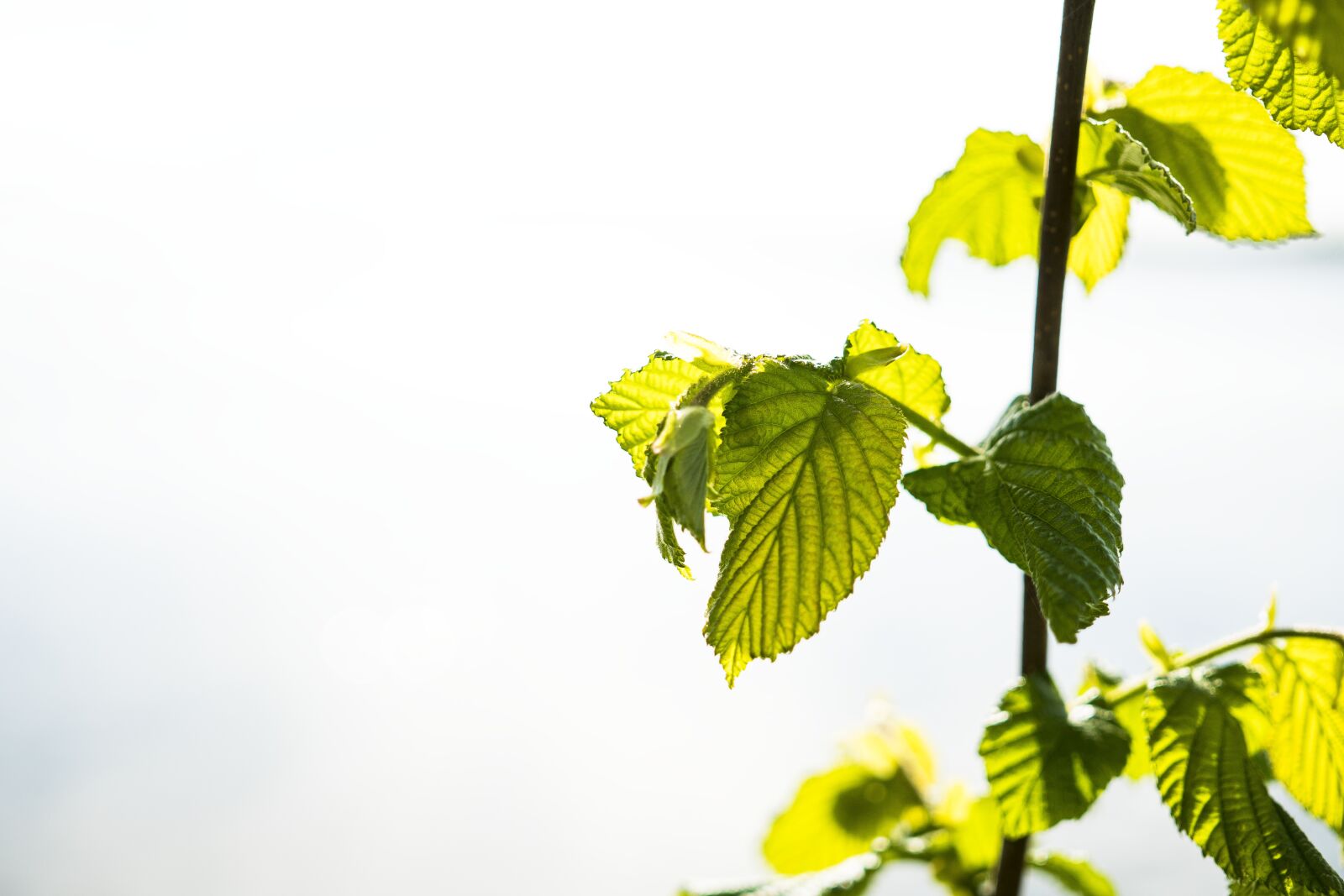 Sigma 30mm F2.8 EX DN sample photo. Banner, leaves, header photography