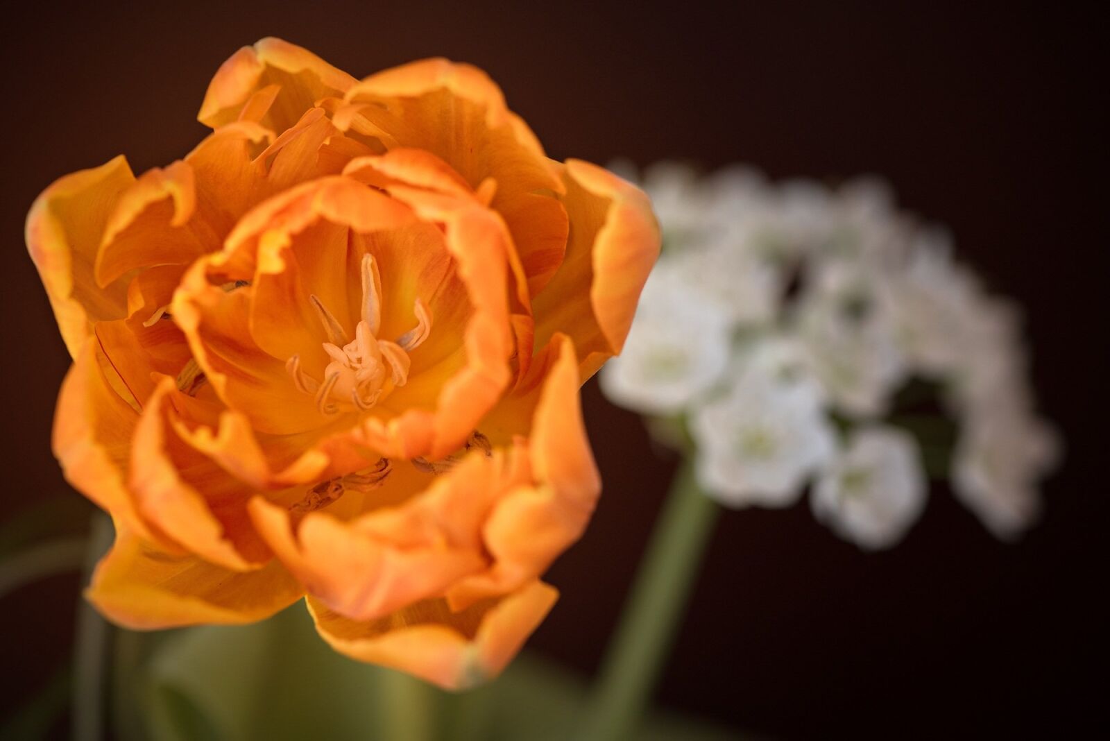Nikon D750 sample photo. Tulip, orange, flower photography