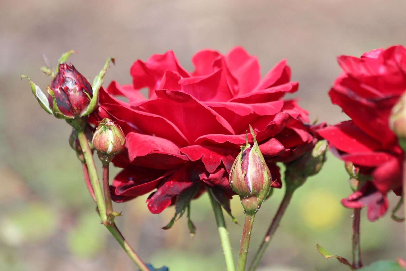 Canon EOS 650D (EOS Rebel T4i / EOS Kiss X6i) sample photo. Rose, red rose, flower photography