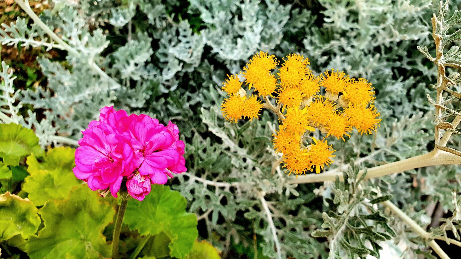 Samsung Galaxy S10e sample photo. Pink, yellow, flower photography
