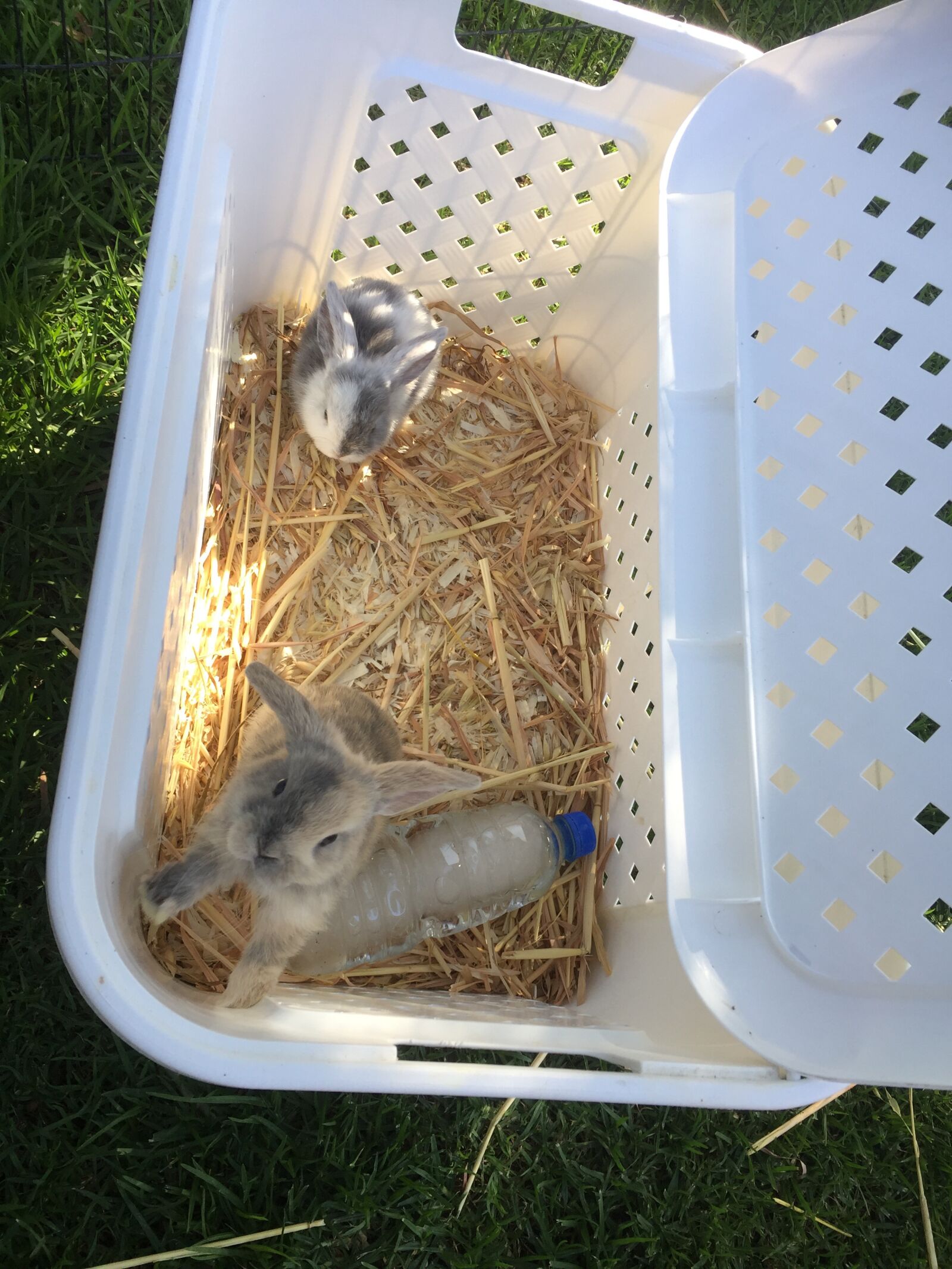 iPhone 6 back camera 4.15mm f/2.2 sample photo. Bunnies, easter, rabbit photography