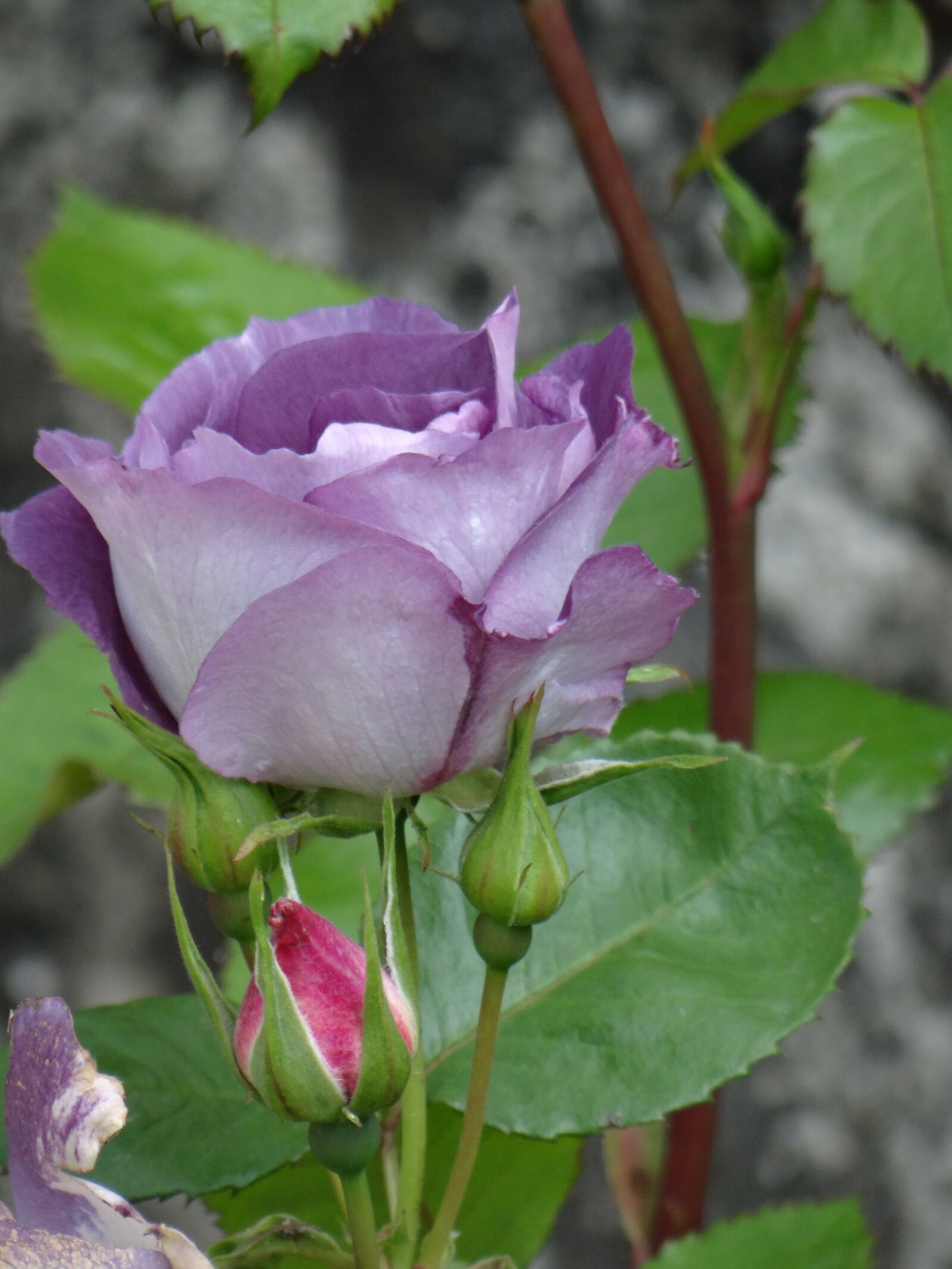 Sony DSC-HX200V sample photo. Pink purple, garden, rosebush photography