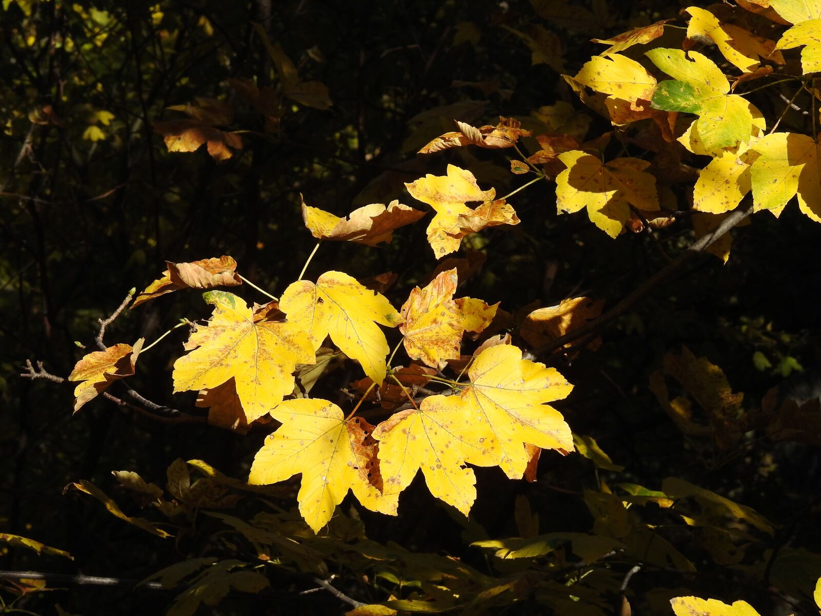 Nikon Coolpix P900 sample photo. Foliage, autumn, yellow photography