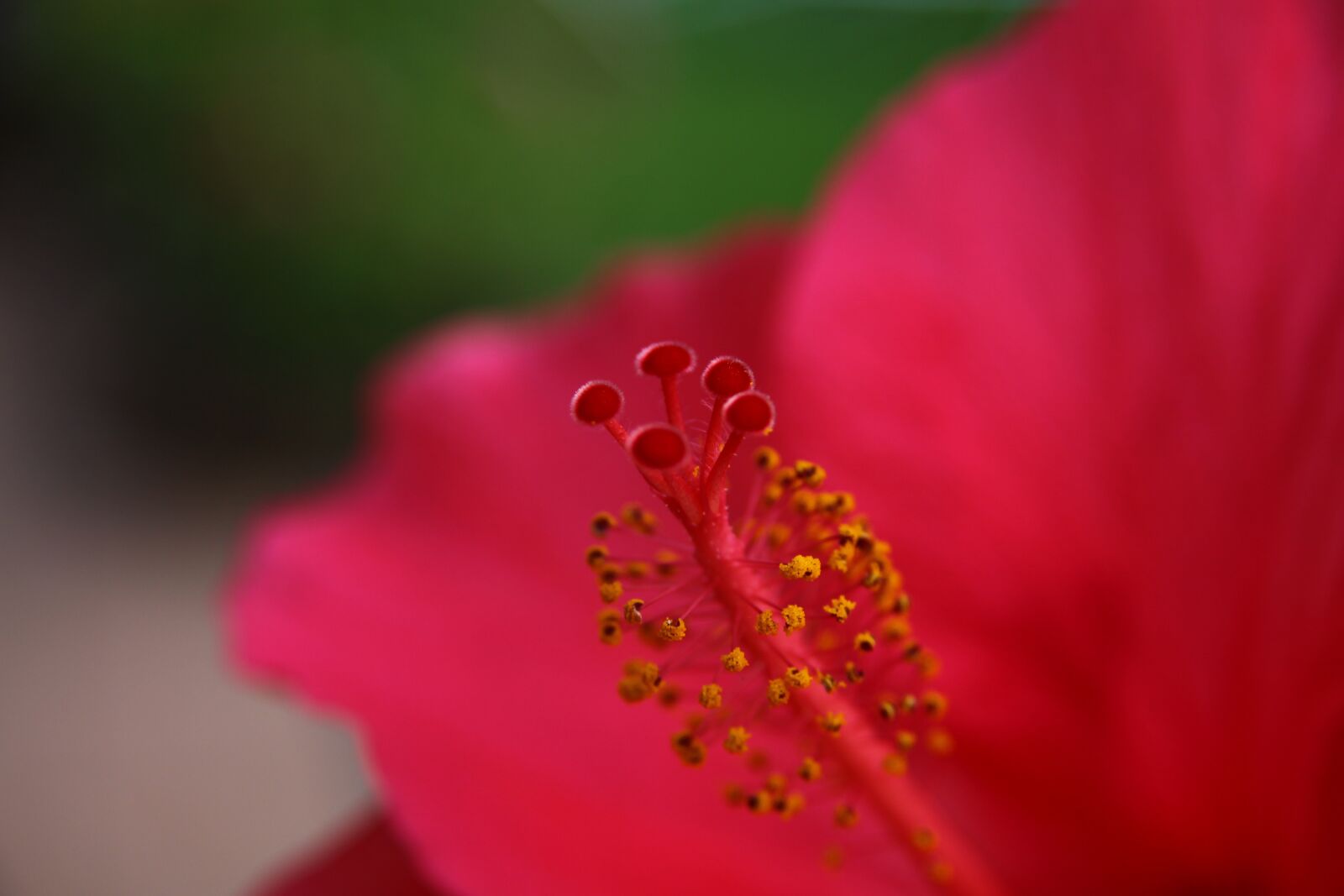 Canon EOS 50D sample photo. Red, blossom, bloom photography