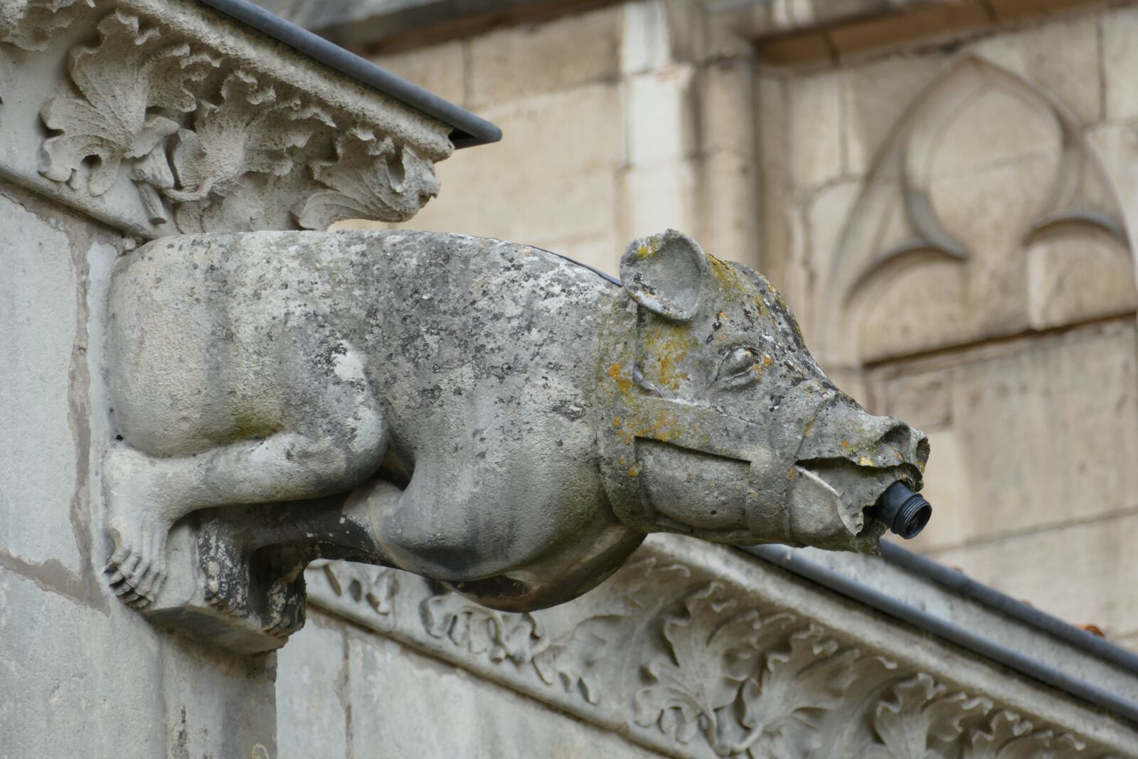 Panasonic Lumix DMC-FZ1000 sample photo. Gargoyle, waterspuger, water photography
