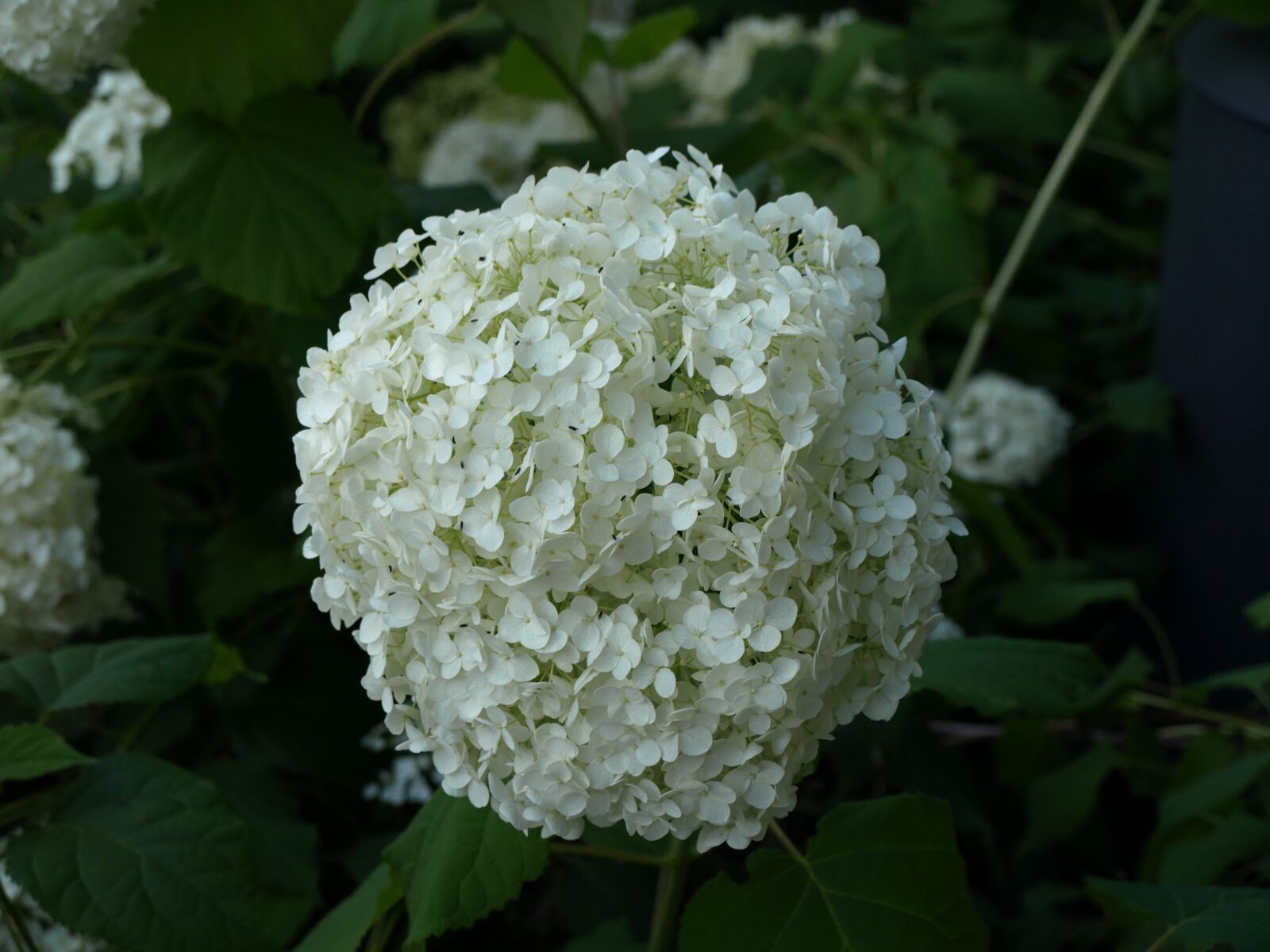 Olympus E-510 (EVOLT E-510) sample photo. White, flower, nature photography