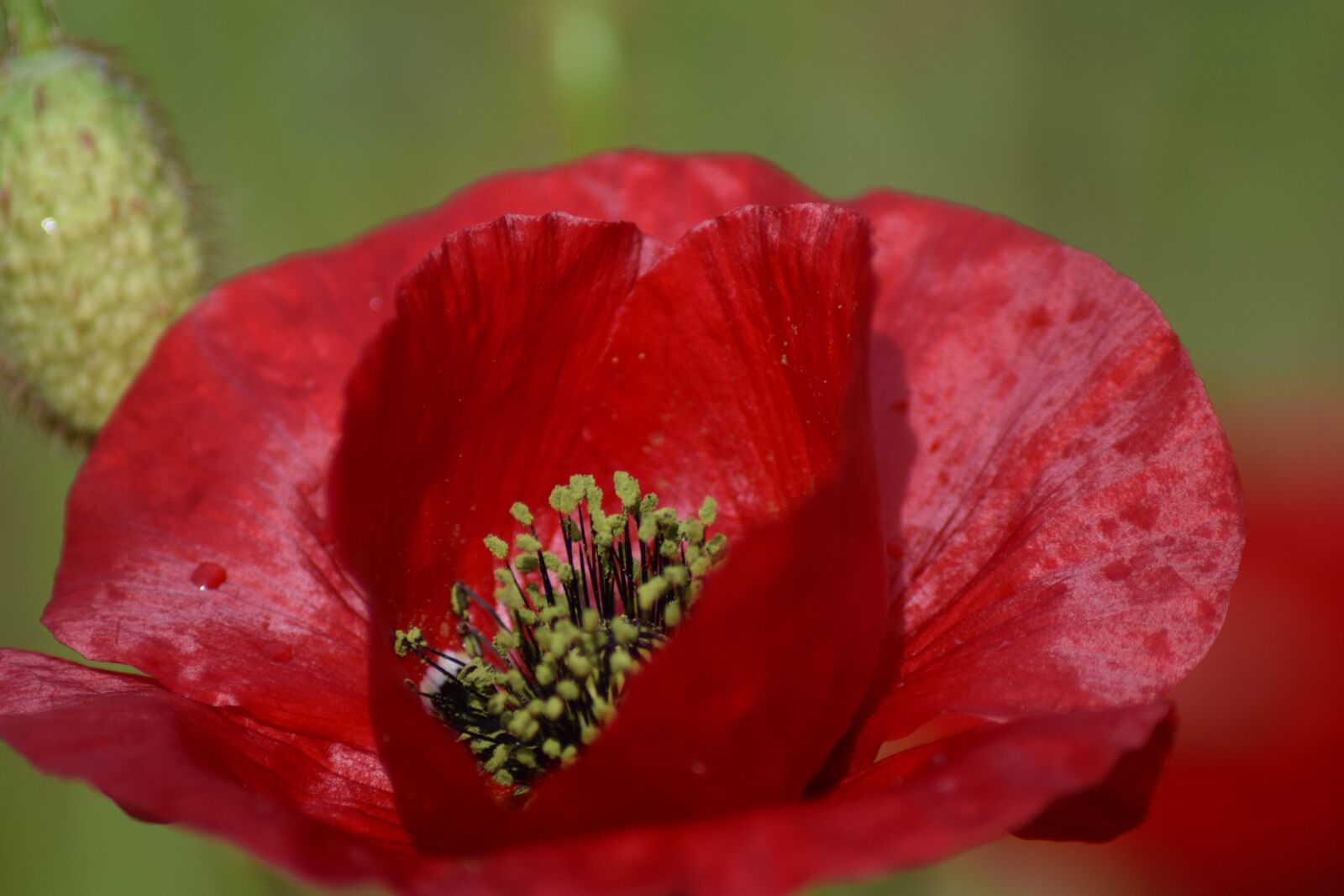 Nikon D3300 sample photo. Poppy, poppy flower, summer photography