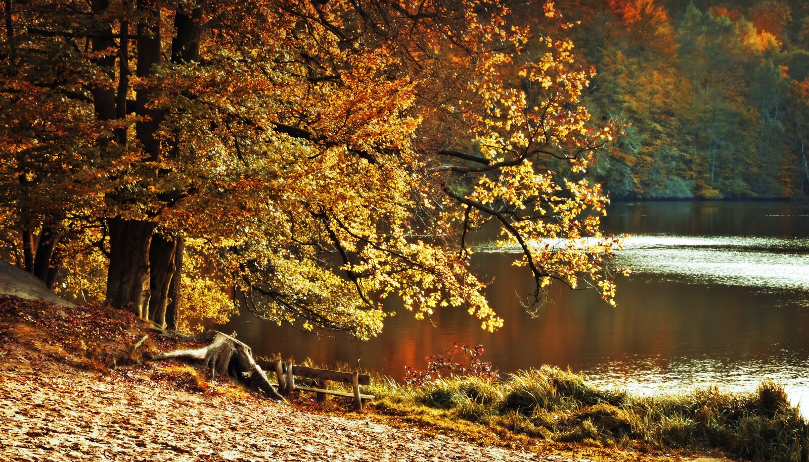 Nikon D5600 sample photo. Autumn, autumn landscape, landscape photography