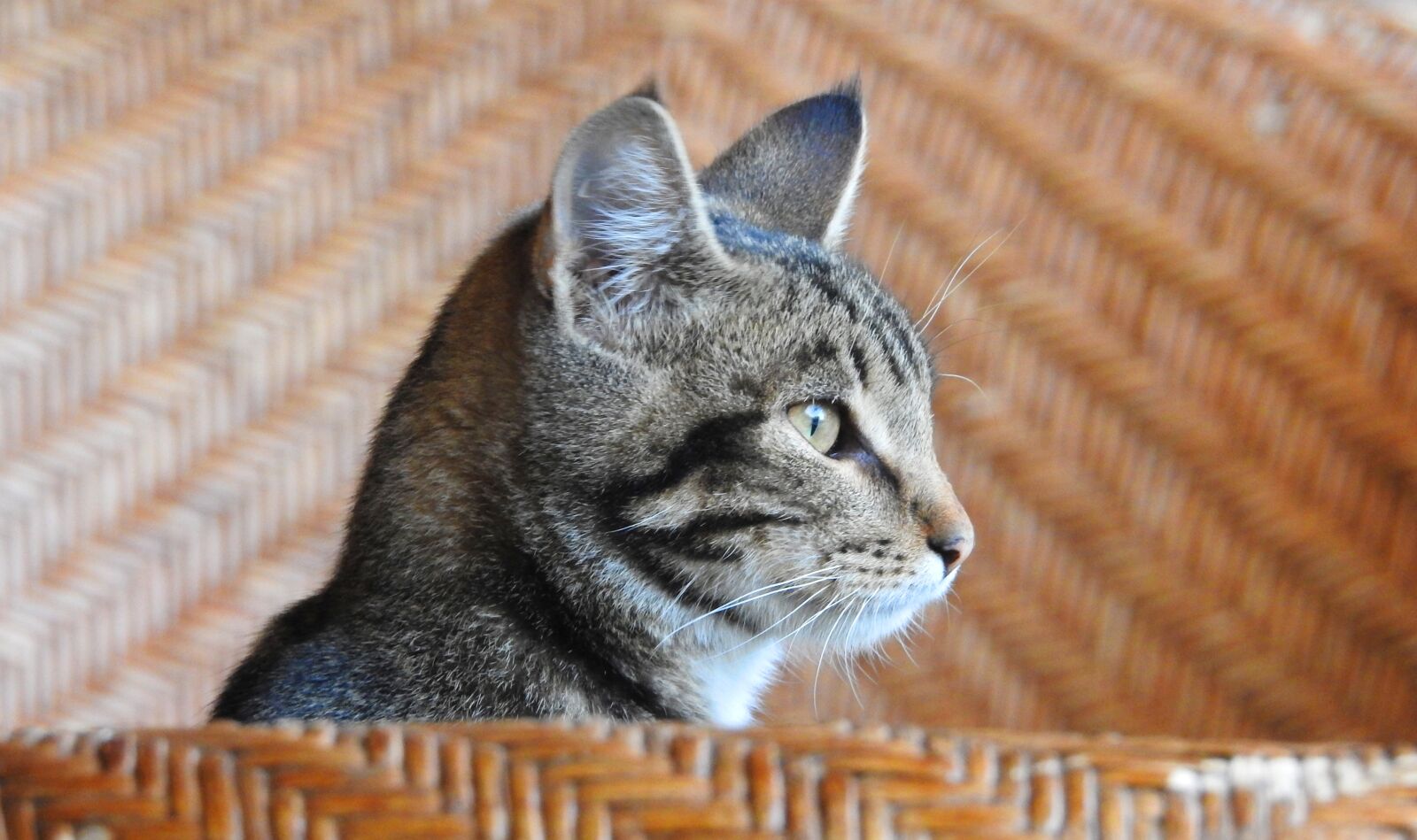 Nikon Coolpix P900 sample photo. Animal, cat, pets photography