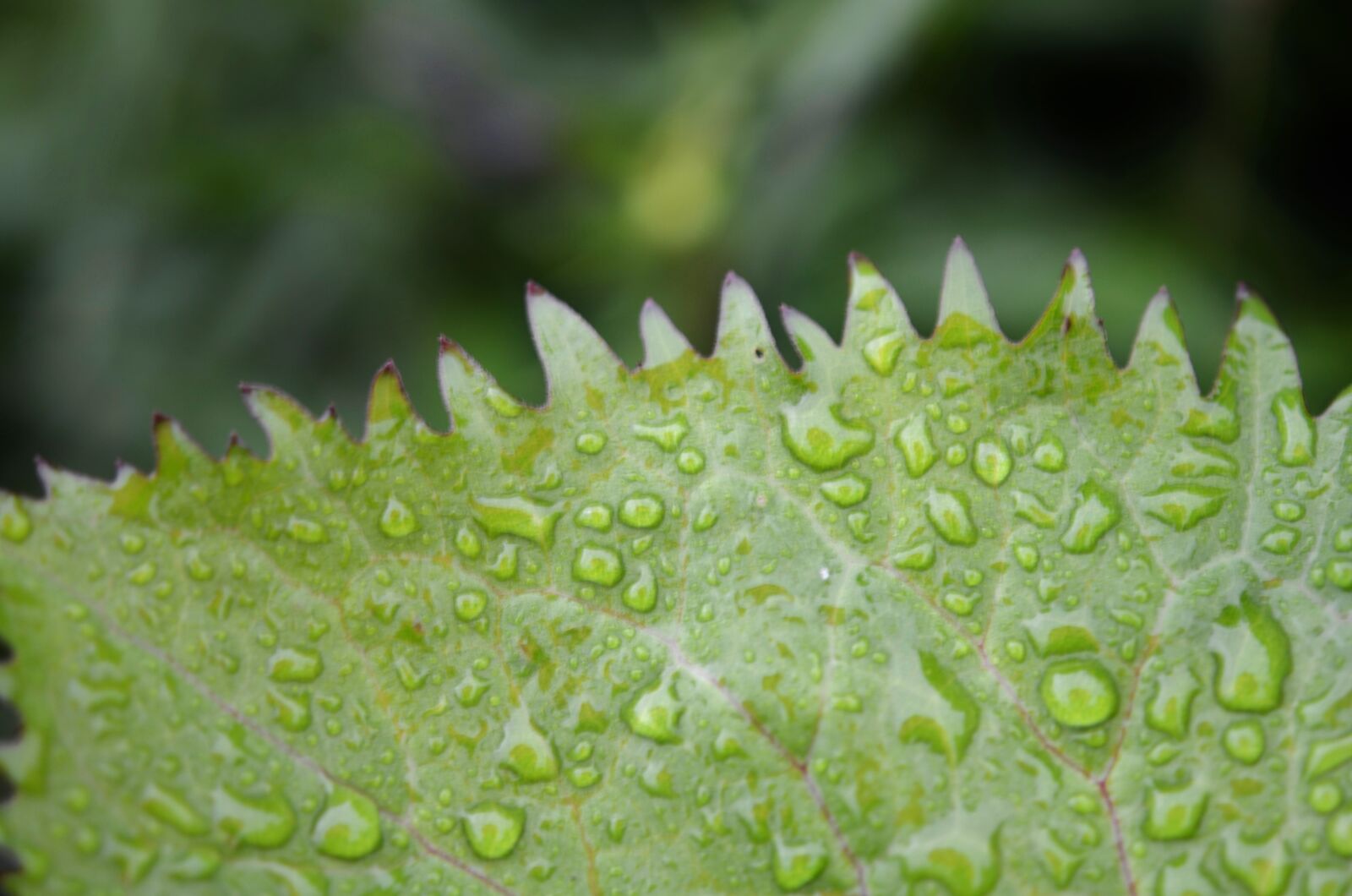 Nikon D7000 sample photo. Leaf, drops, green photography