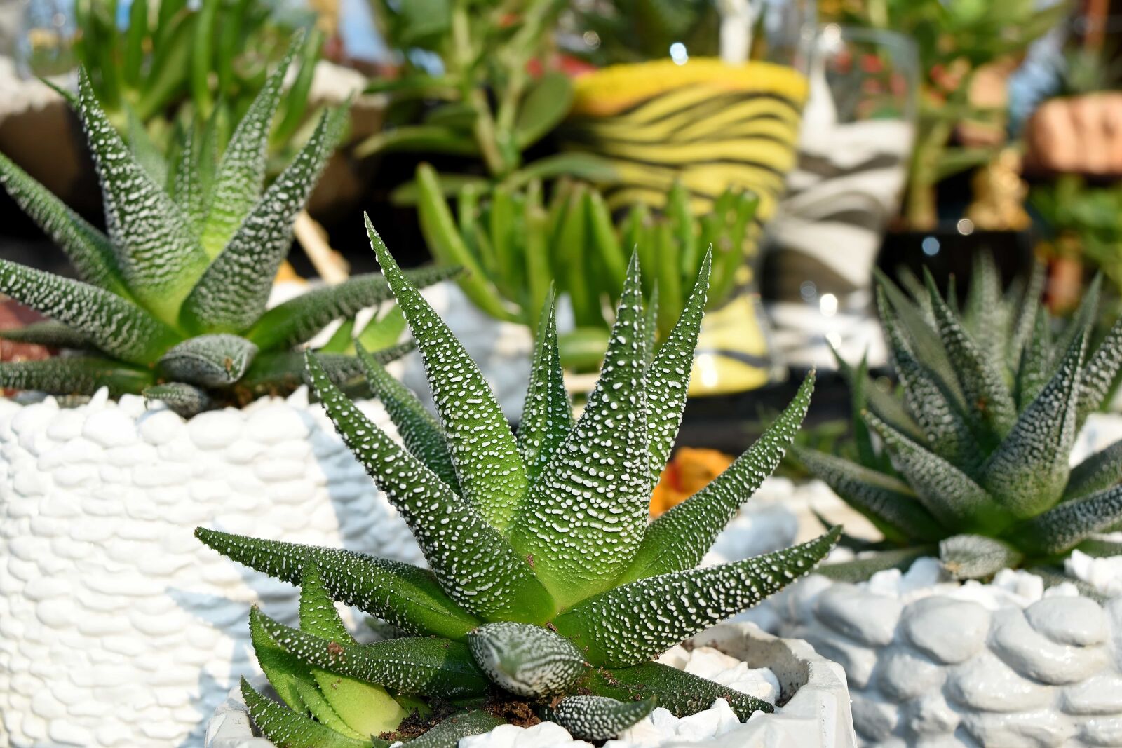Nikon D5500 sample photo. Cactus, decoration, detail, green photography